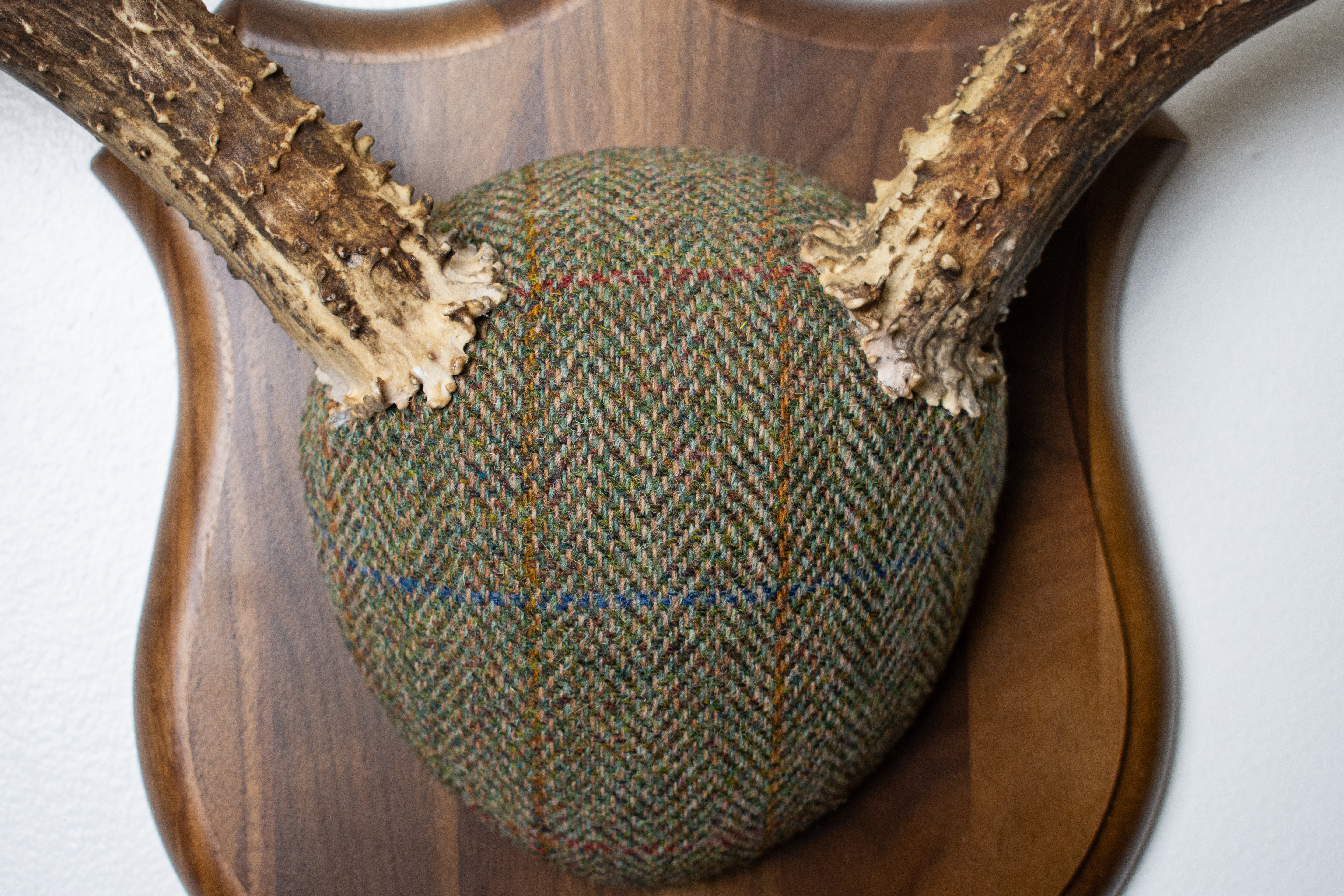 Mule Deer Antler Mount | Green Herringbone Tweed | 62