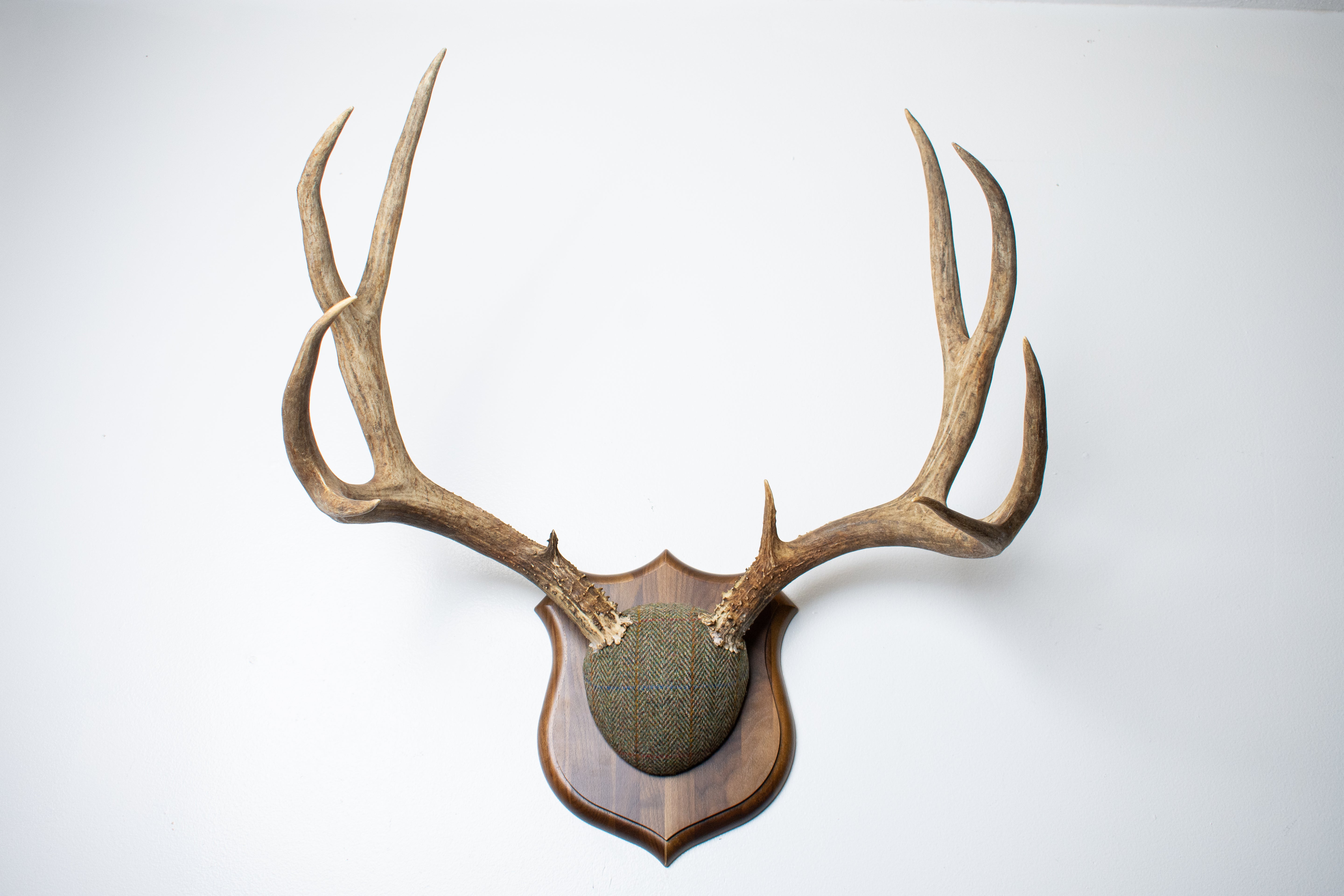 Mule Deer Antler Mount | Green Herringbone Tweed | 62