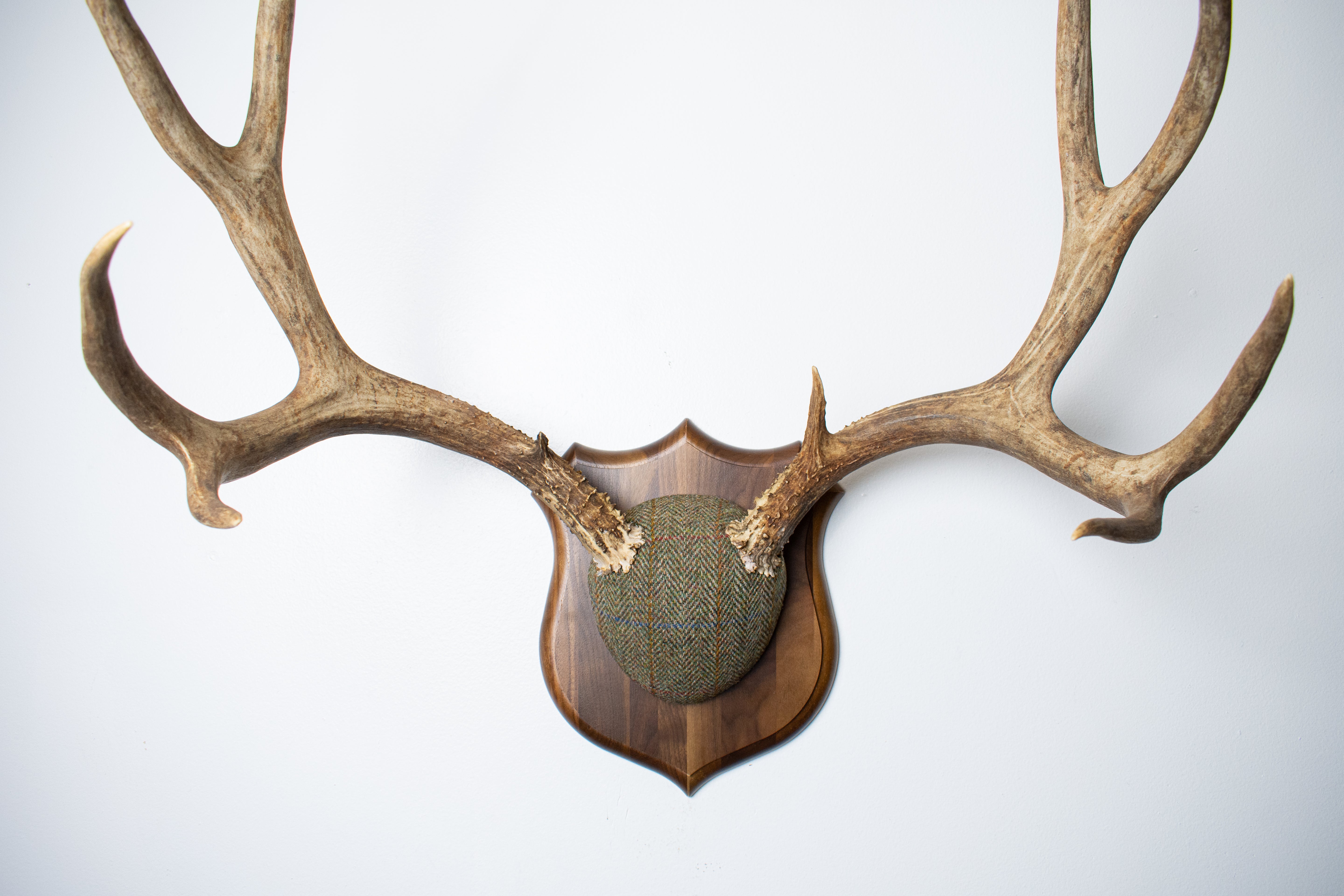 Mule Deer Antler Mount | Green Herringbone Tweed | 62