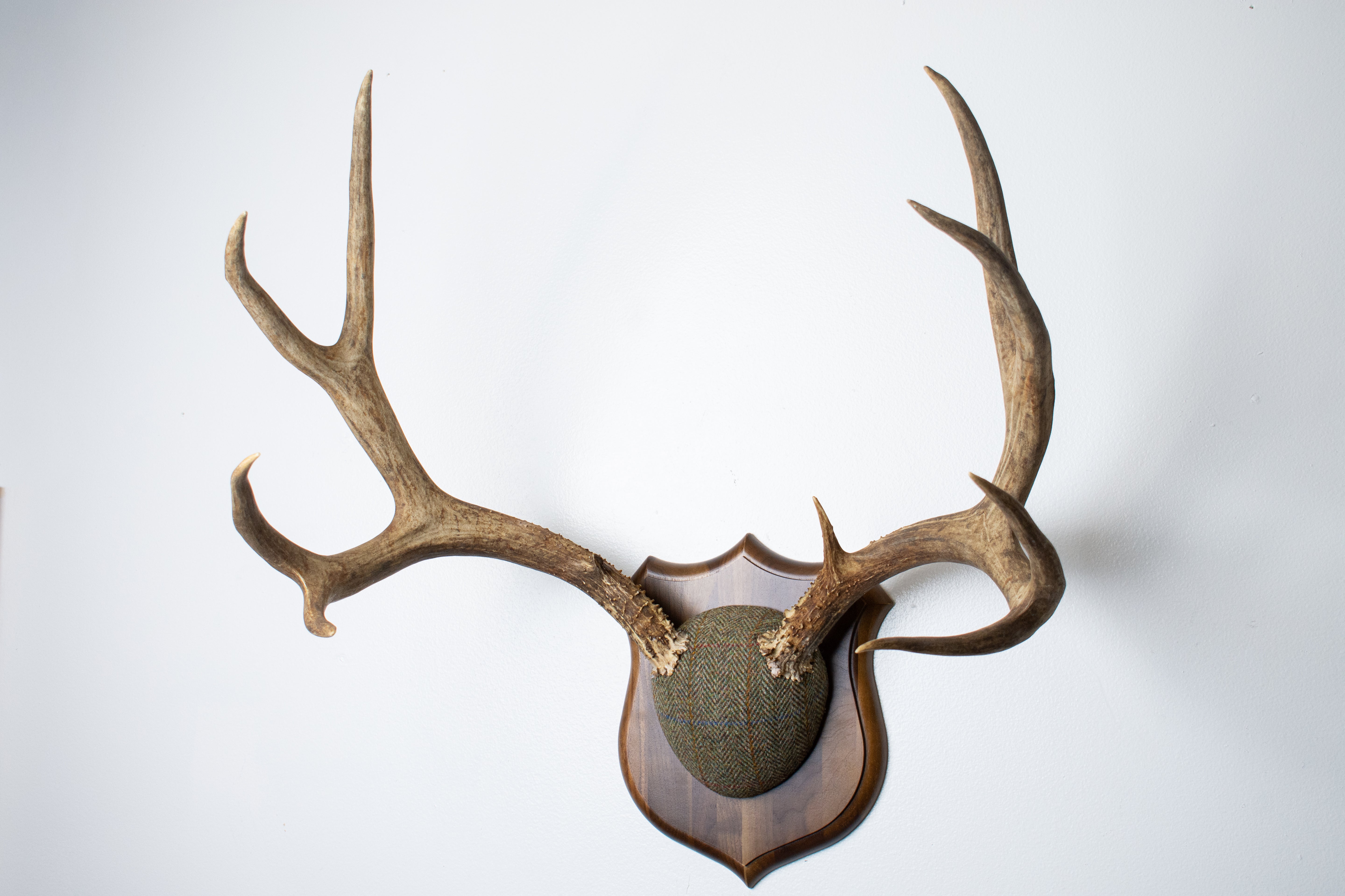 Mule Deer Antler Mount | Green Herringbone Tweed | 62