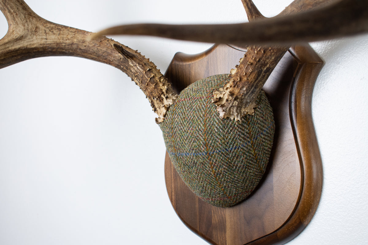 Mule Deer Antler Mount | Green Herringbone Tweed | 62