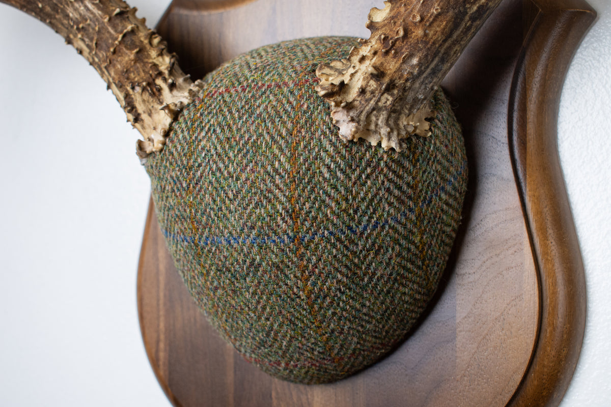 Mule Deer Antler Mount | Green Herringbone Tweed | 62