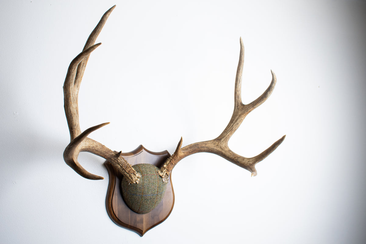 Mule Deer Antler Mount | Green Herringbone Tweed | 62
