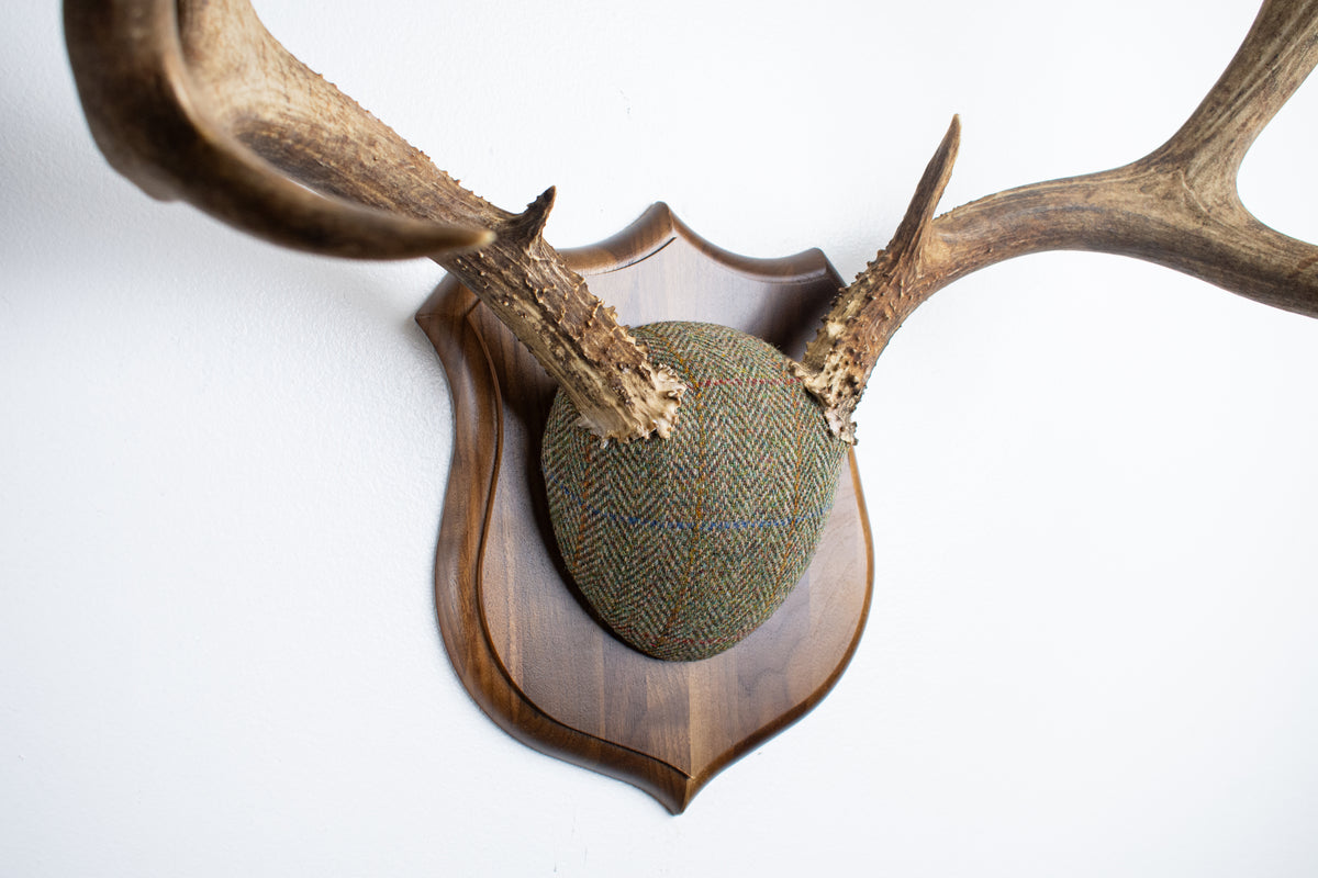 Mule Deer Antler Mount | Green Herringbone Tweed | 62
