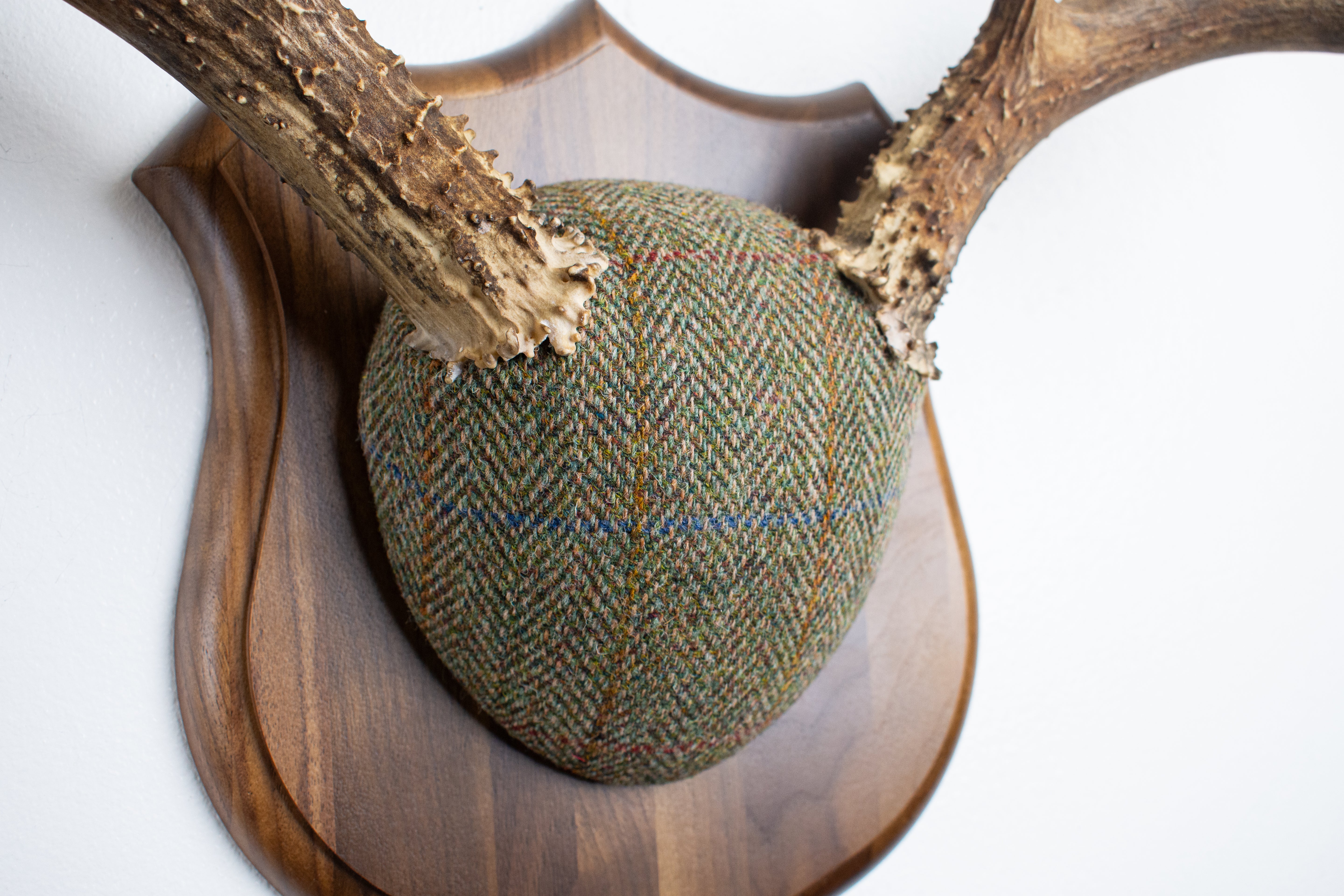 Mule Deer Antler Mount | Green Herringbone Tweed | 62