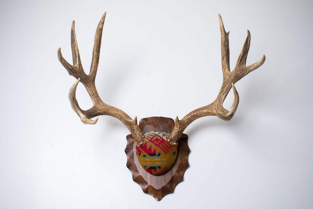 Mule Deer Antler Mount | Canyon | 23