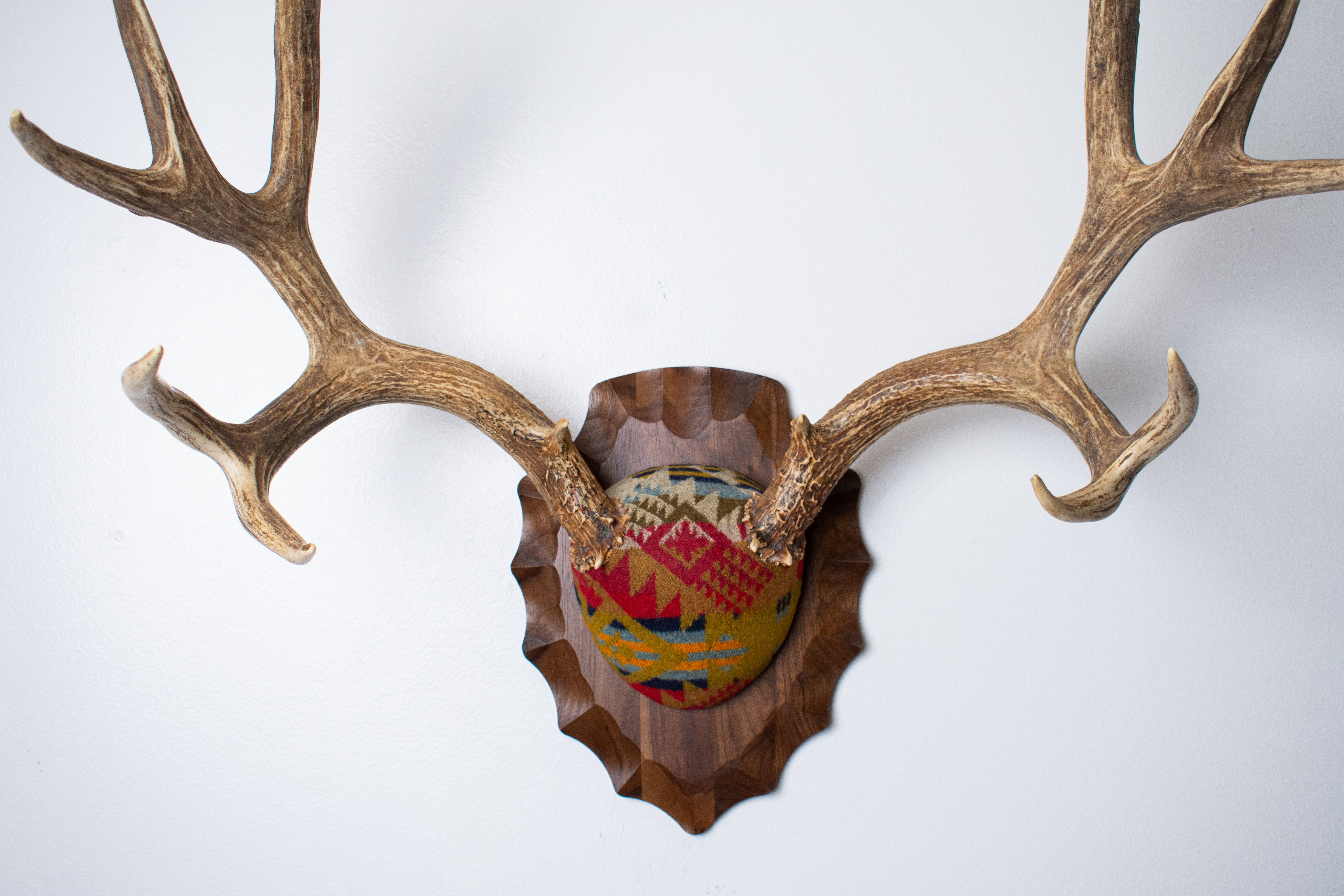 Mule Deer Antler Mount | Canyon | 23