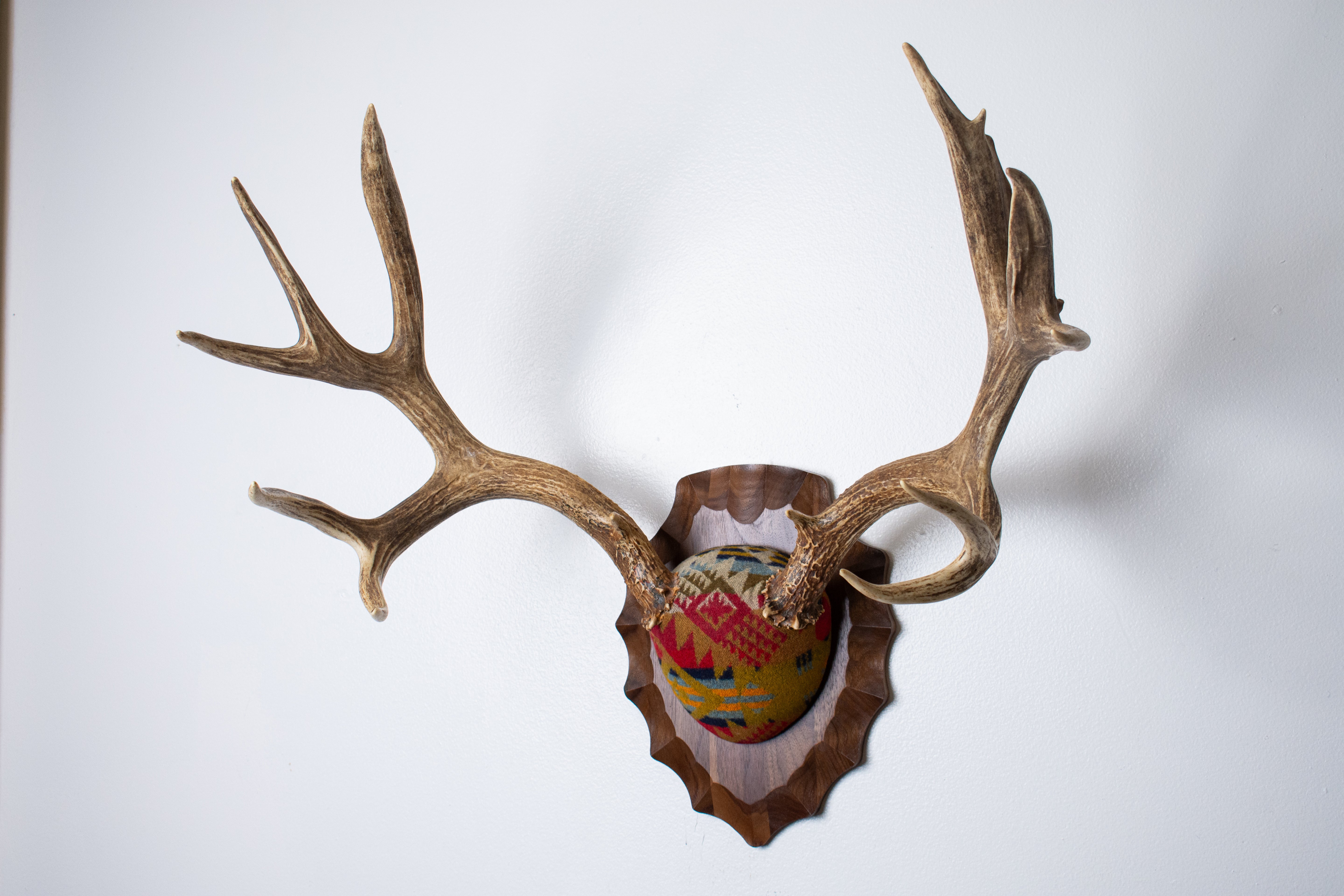 Mule Deer Antler Mount | Canyon | 23