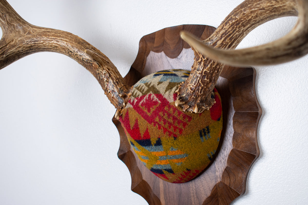 Mule Deer Antler Mount | Canyon | 23