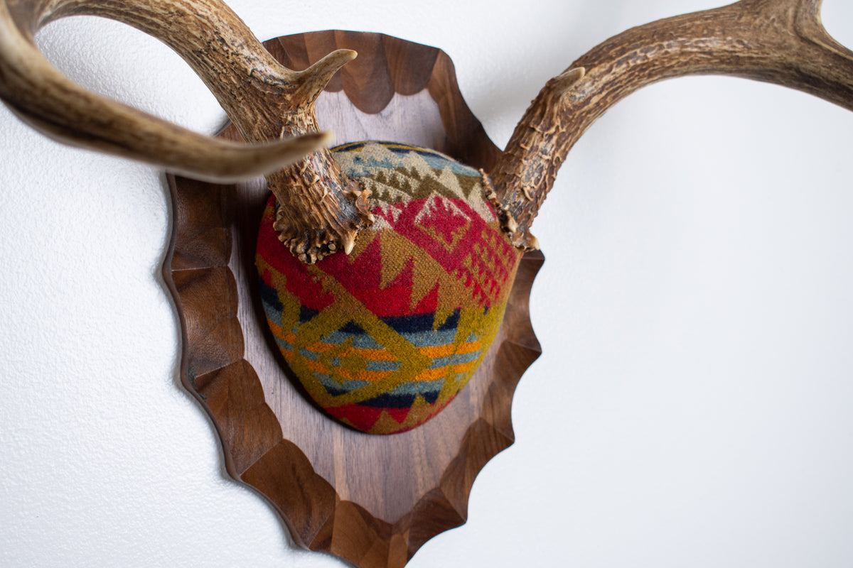 Mule Deer Antler Mount | Canyon | 23