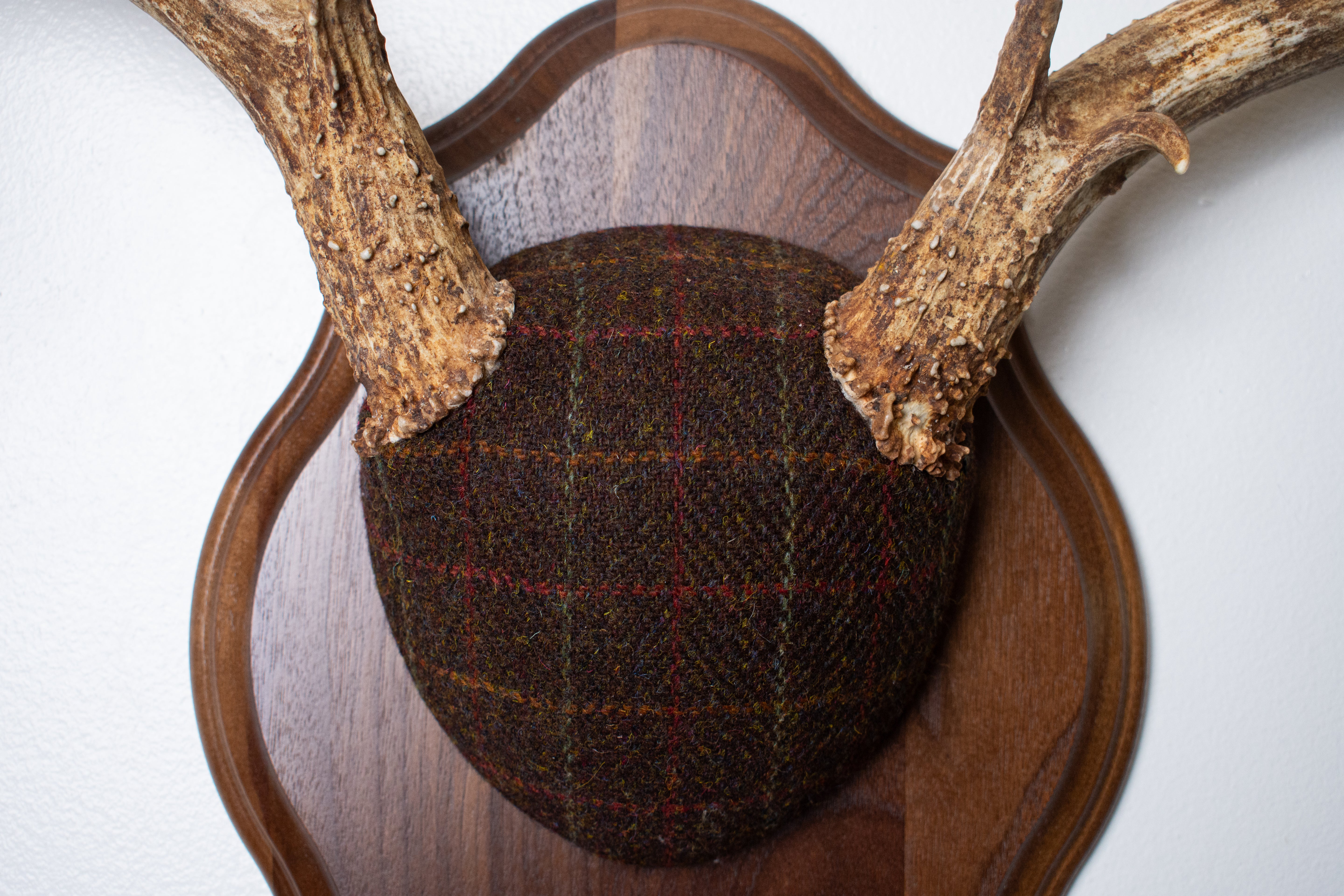 Mule Deer Antler Mount | Brown with Red and Rust Overcheck | 63
