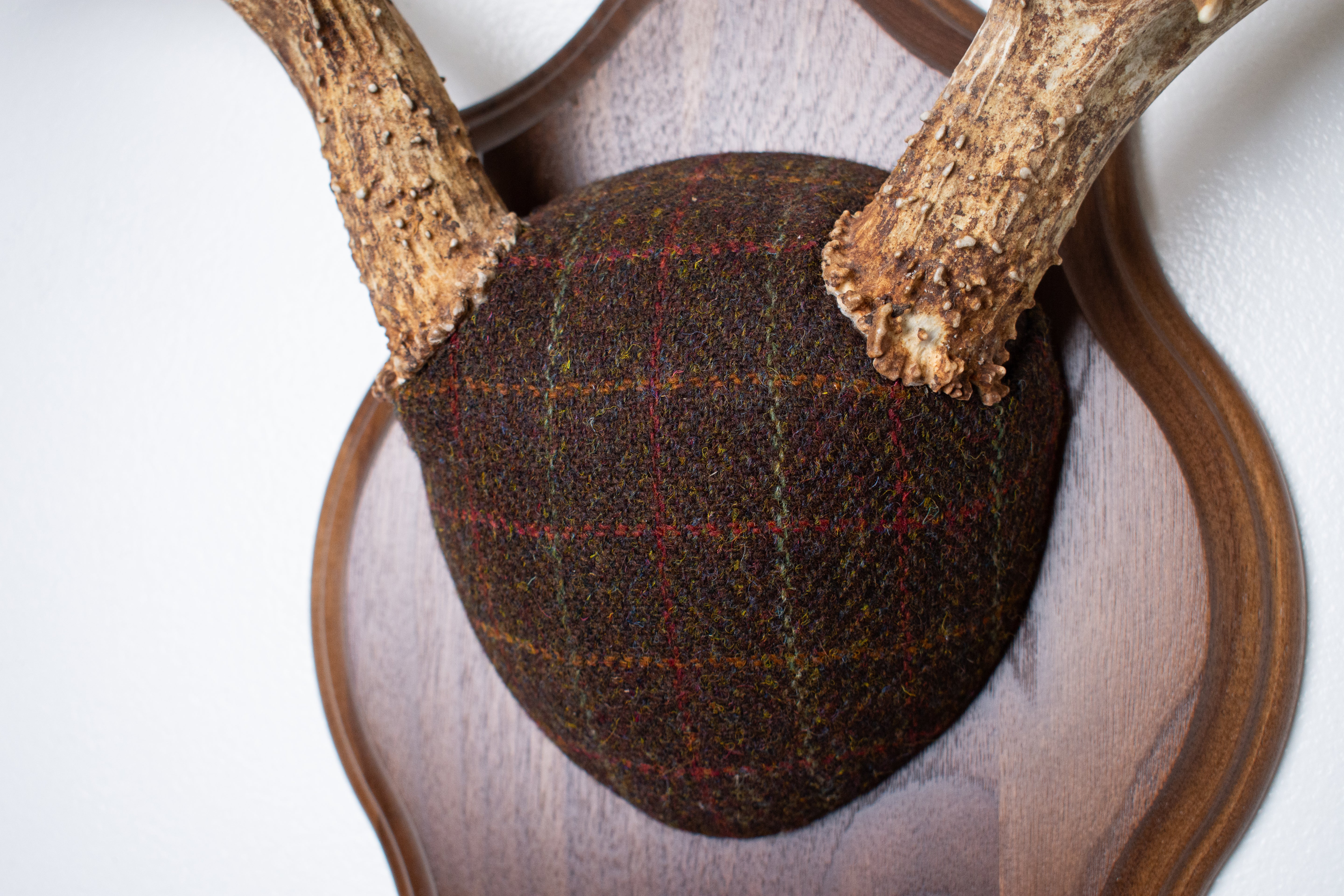 Mule Deer Antler Mount | Brown with Red and Rust Overcheck | 63