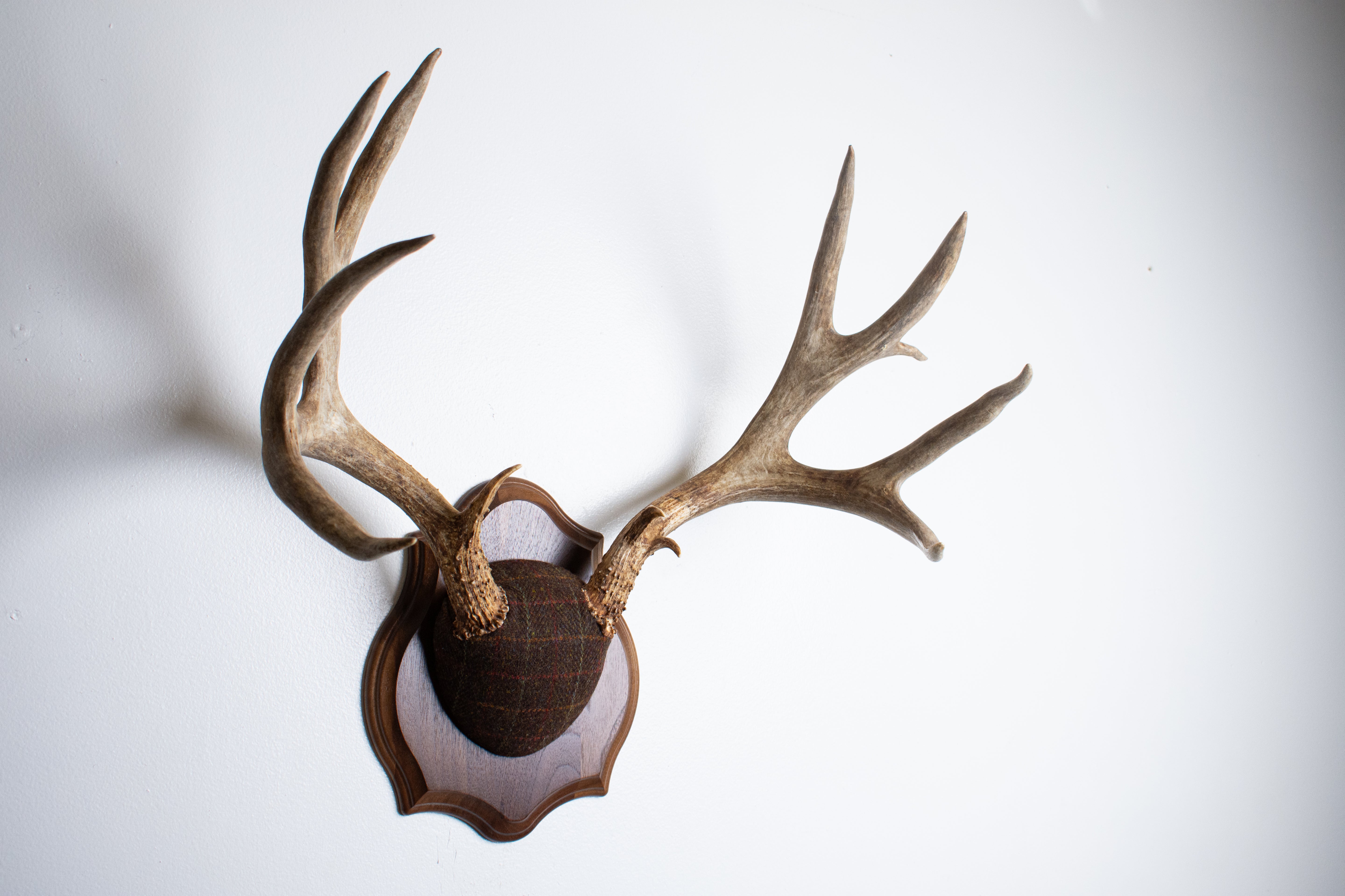 Mule Deer Antler Mount | Brown with Red and Rust Overcheck | 63