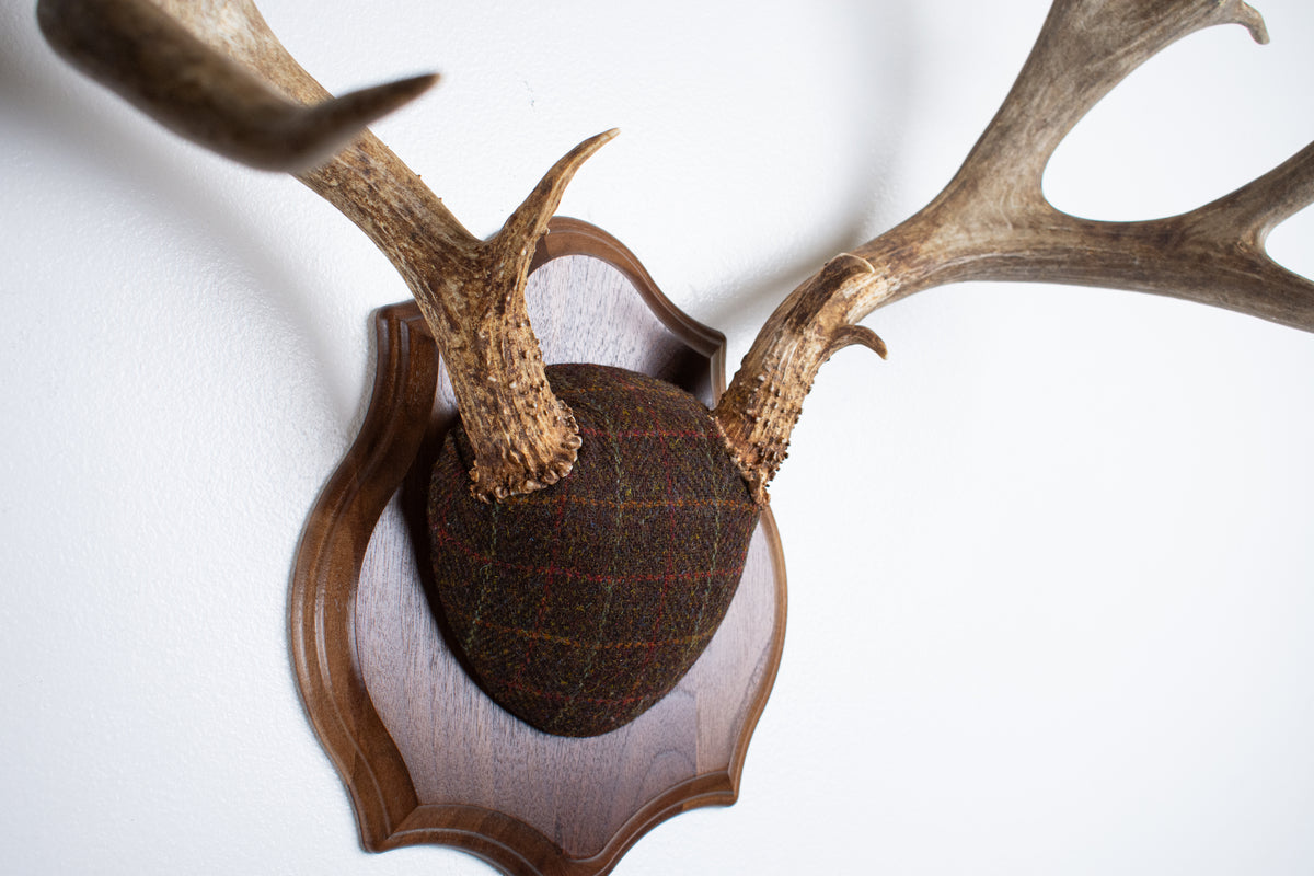 Mule Deer Antler Mount | Brown with Red and Rust Overcheck | 63