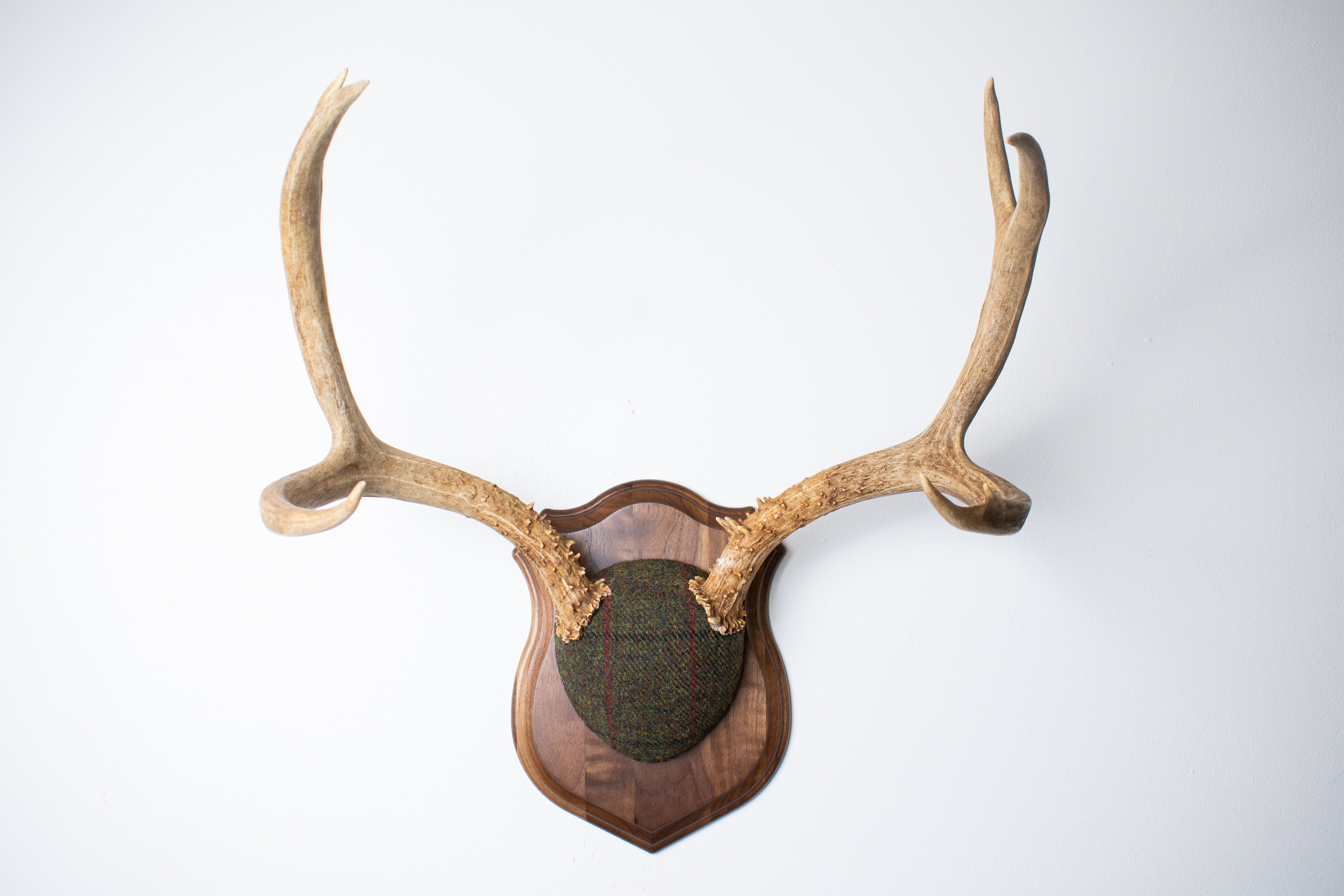 Mule Deer Antler Mount | Green mix with Black and Red Overcheck | 64