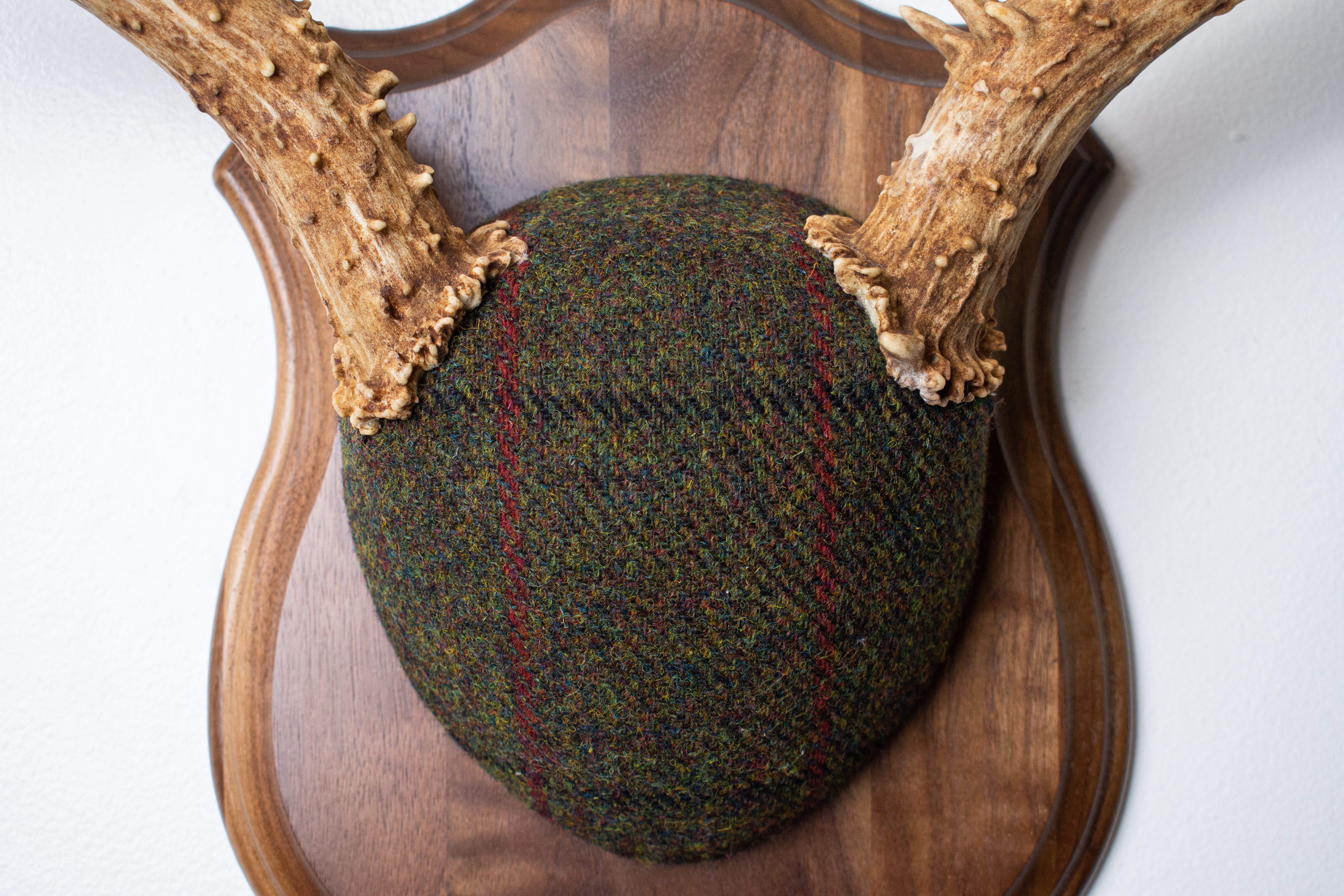 Mule Deer Antler Mount | Green mix with Black and Red Overcheck | 64