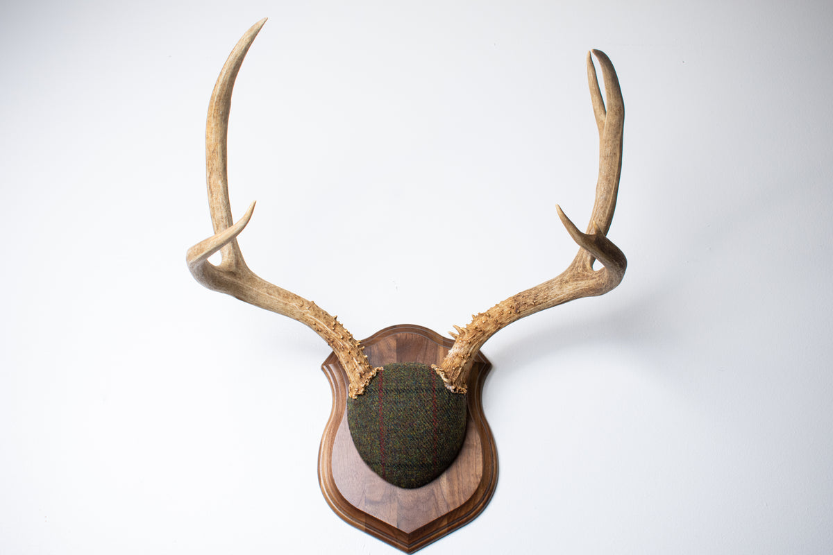Mule Deer Antler Mount | Green mix with Black and Red Overcheck | 64