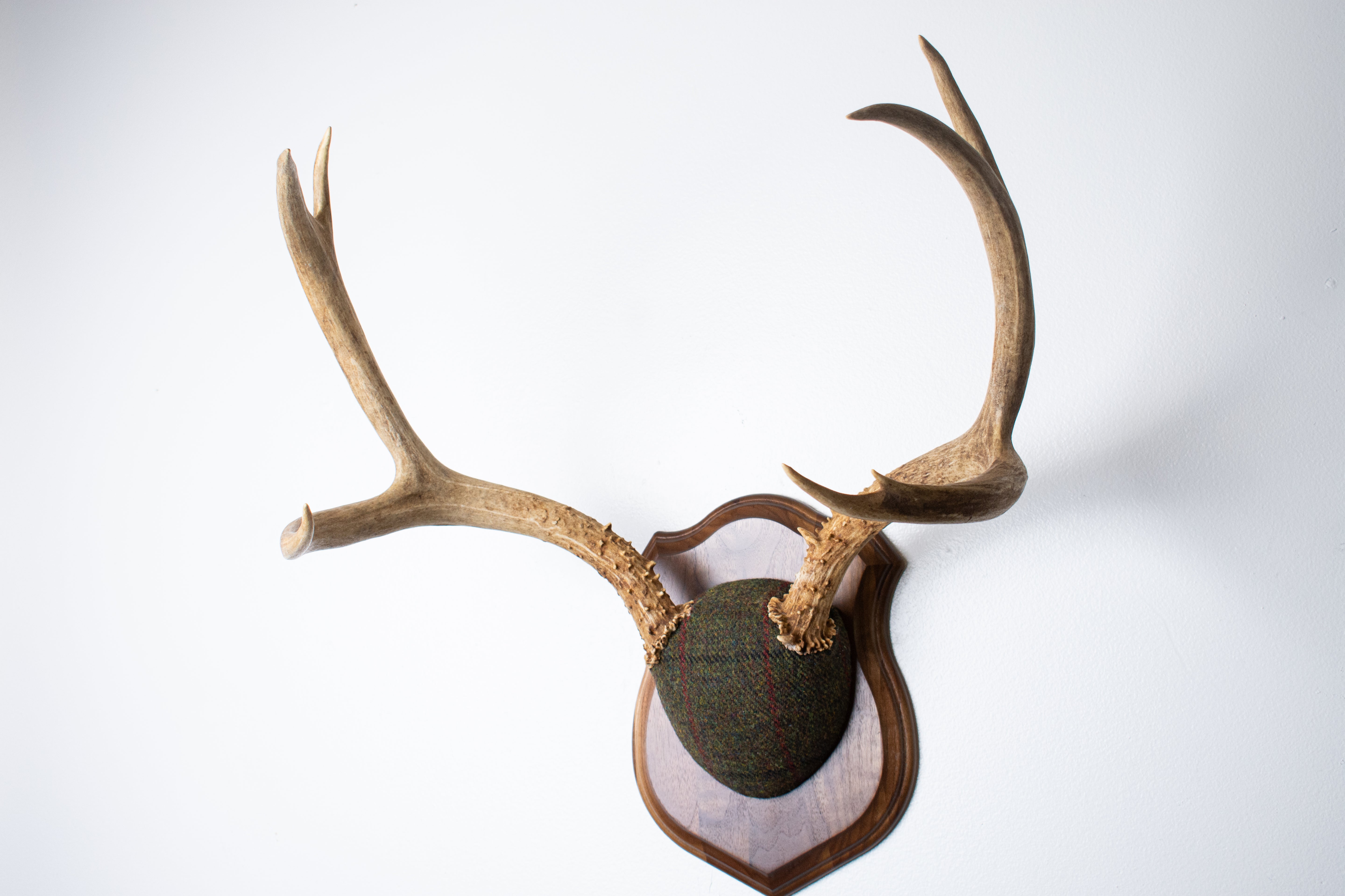 Mule Deer Antler Mount | Green mix with Black and Red Overcheck | 64