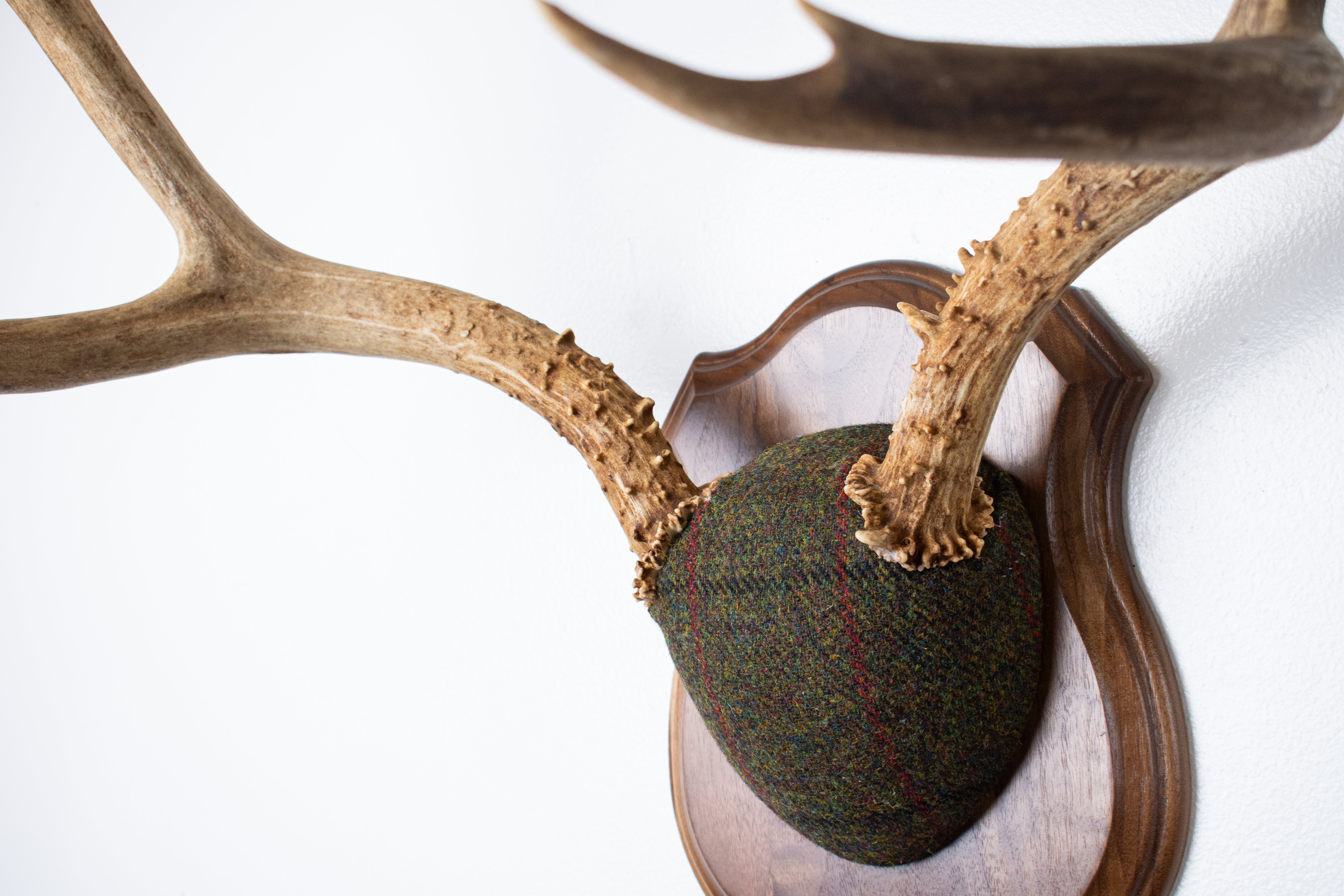 Mule Deer Antler Mount | Green mix with Black and Red Overcheck | 64
