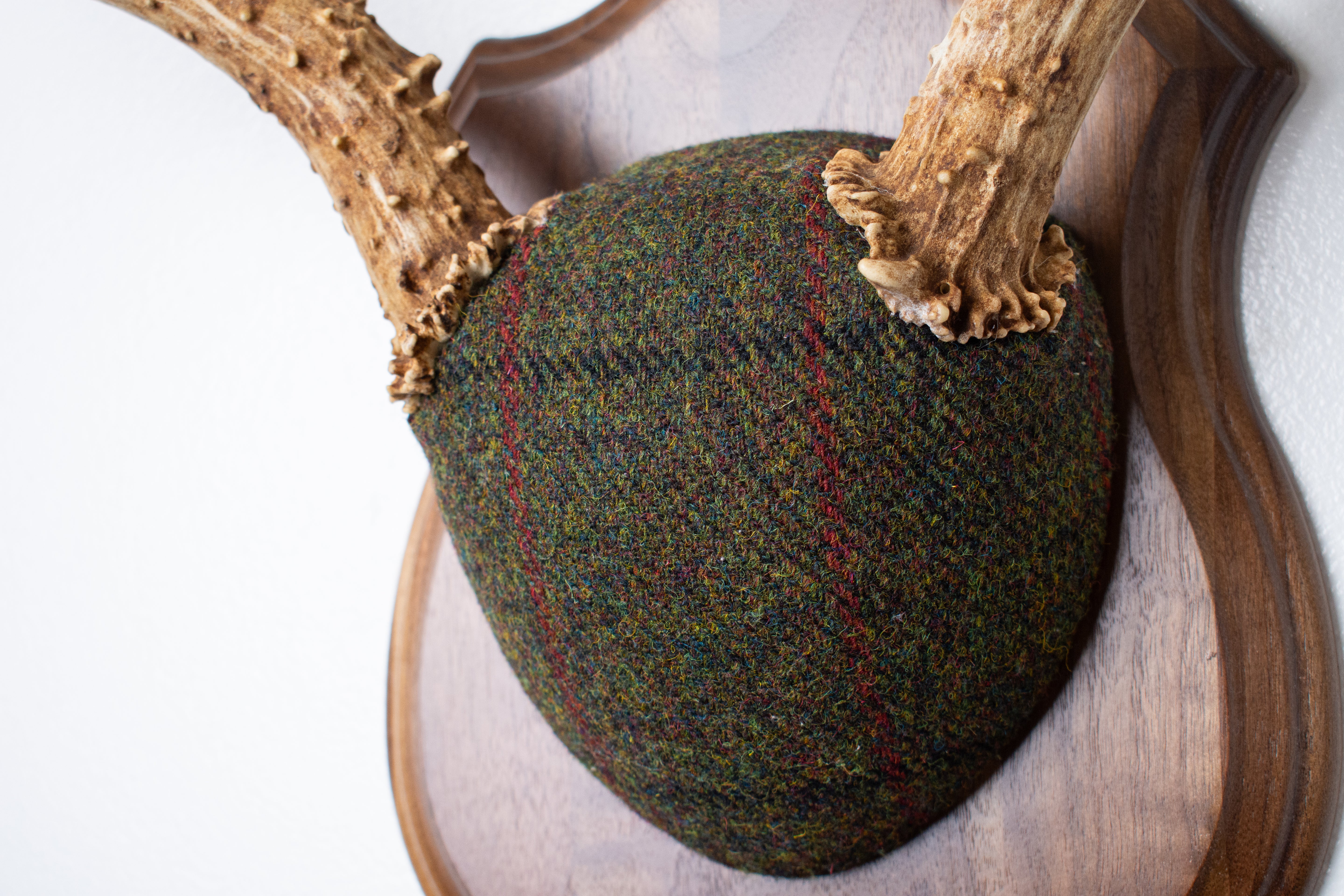 Mule Deer Antler Mount | Green mix with Black and Red Overcheck | 64