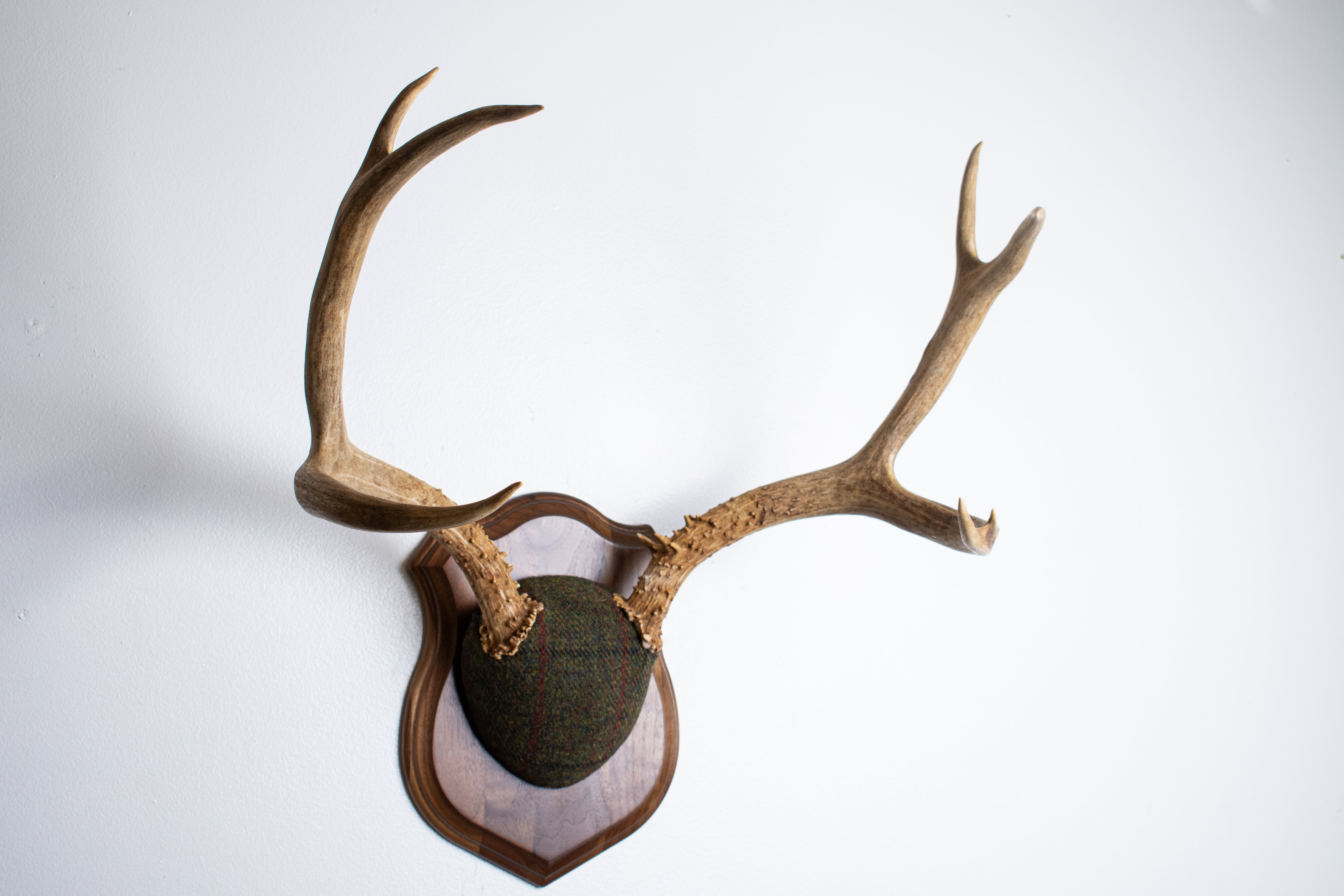Mule Deer Antler Mount | Green mix with Black and Red Overcheck | 64