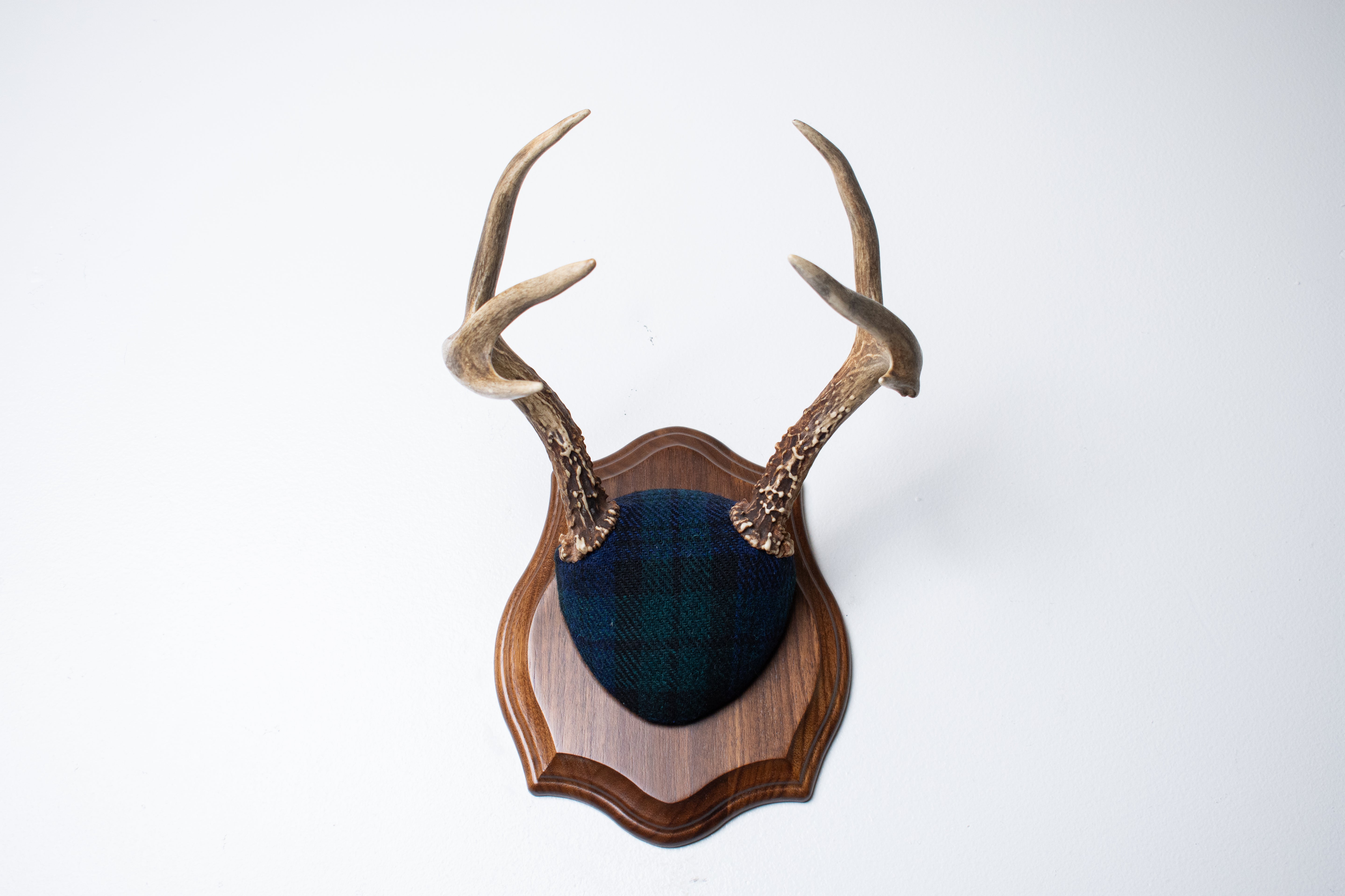 Blacktail Deer Antler Mount | Black Watch Tartan | 65