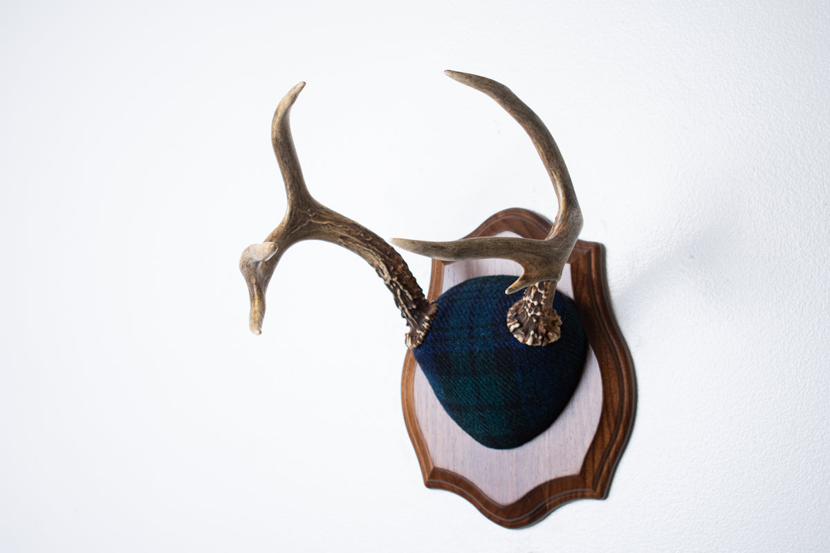 Blacktail Deer Antler Mount | Black Watch Tartan | 65