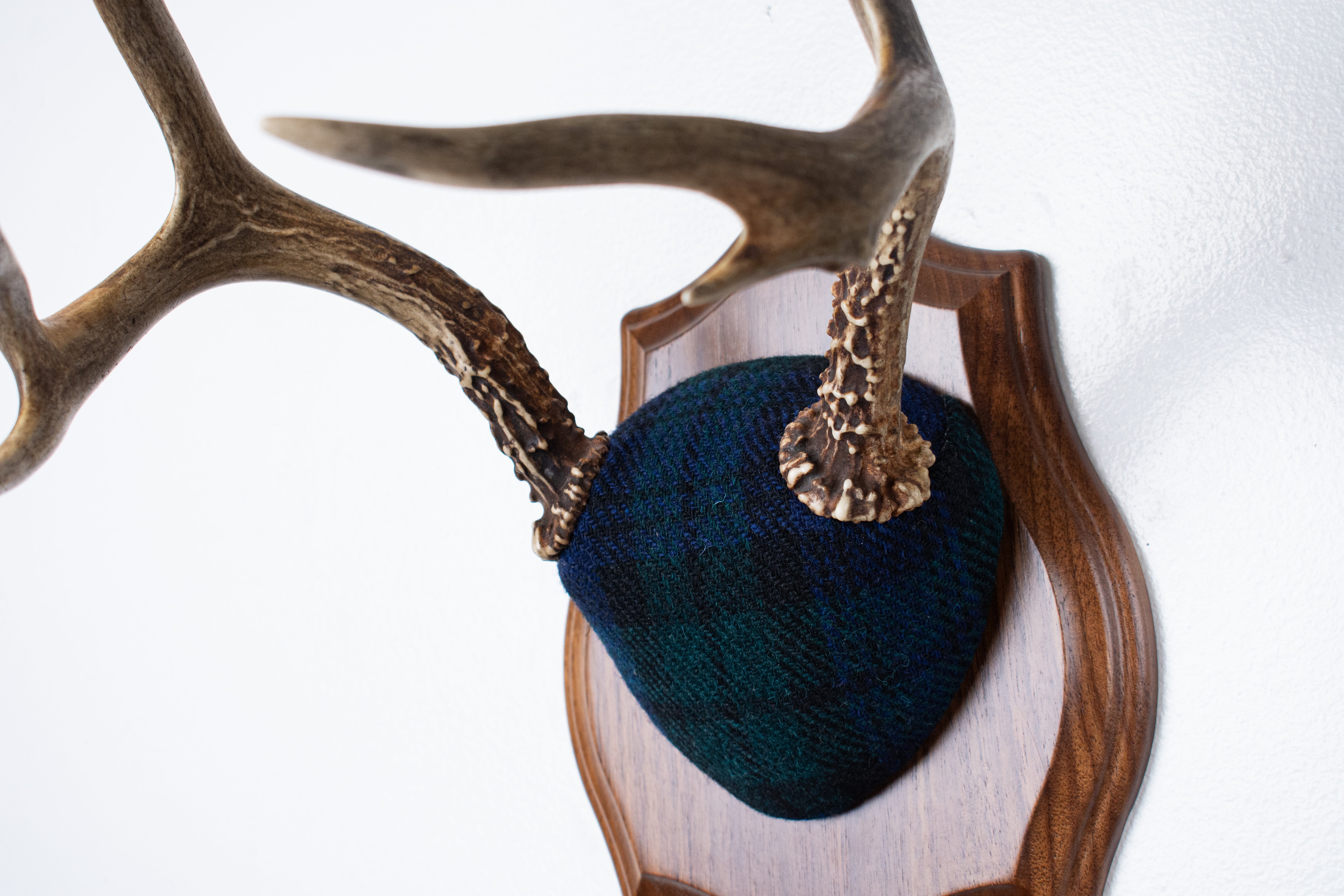 Blacktail Deer Antler Mount | Black Watch Tartan | 65