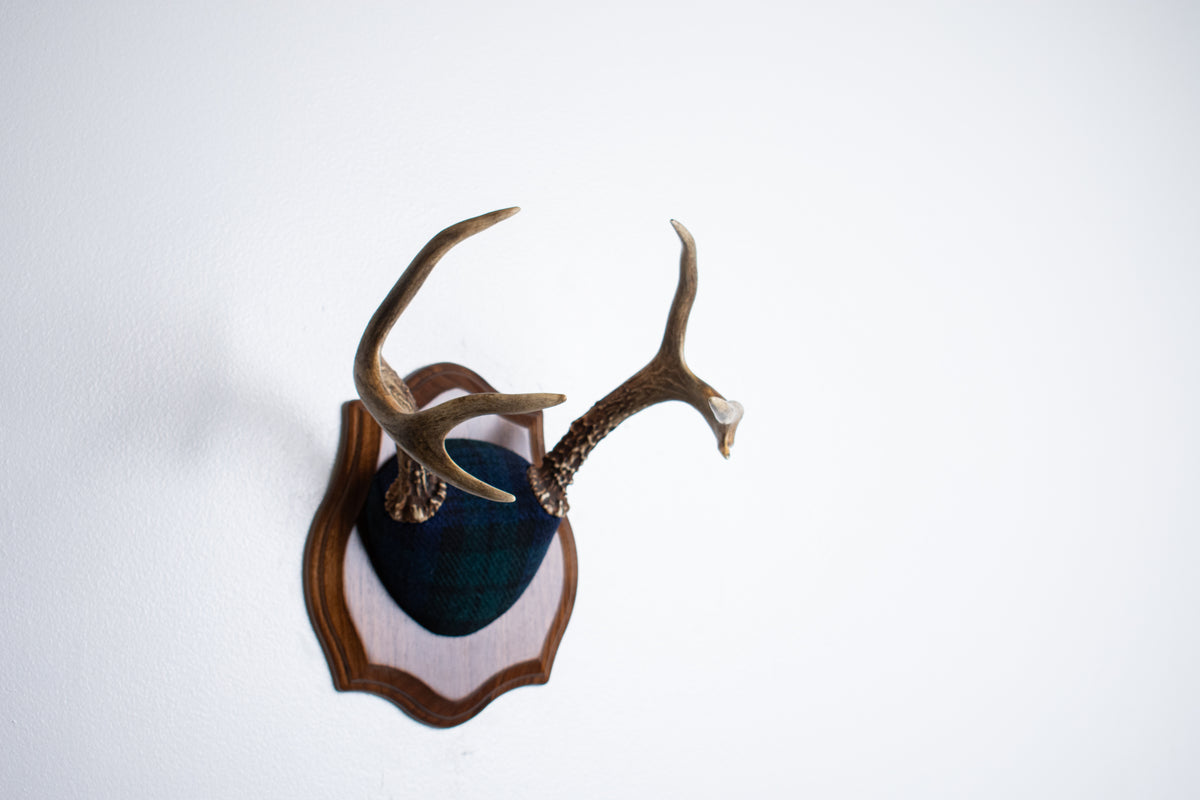 Blacktail Deer Antler Mount | Black Watch Tartan | 65