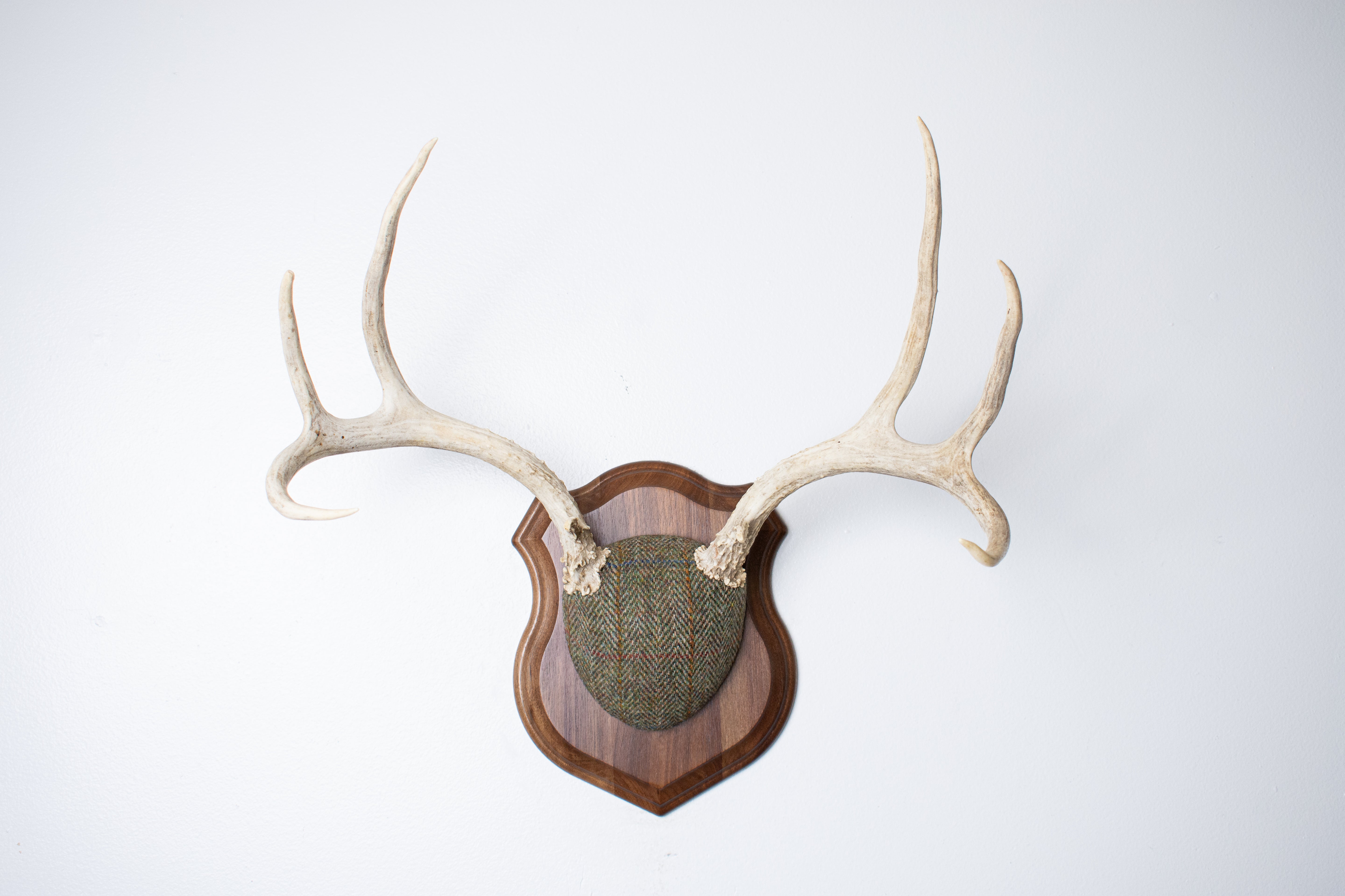 Mule Deer Antler Mount | Green Herringbone Tweed | 66