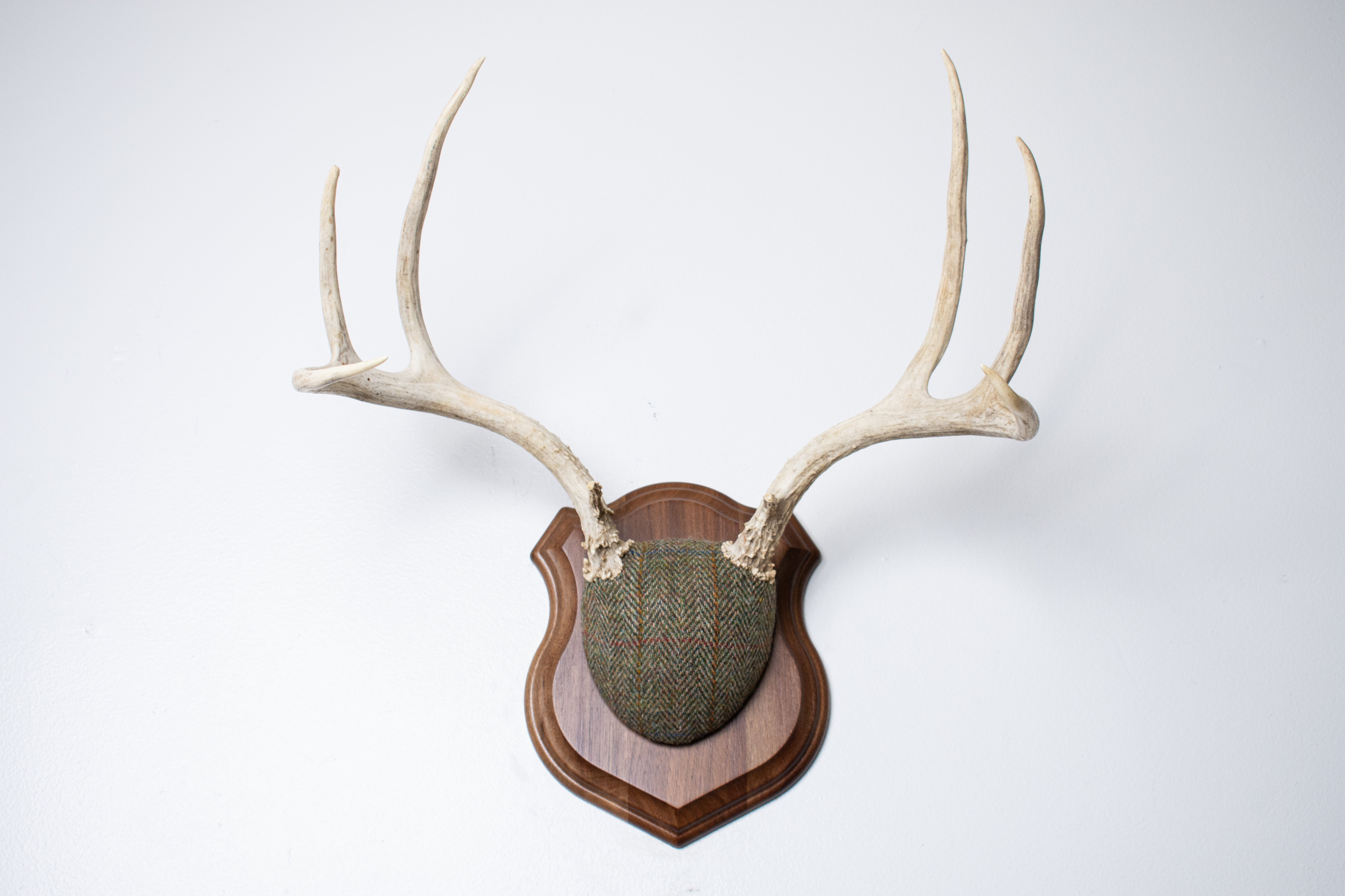 Mule Deer Antler Mount | Green Herringbone Tweed | 66