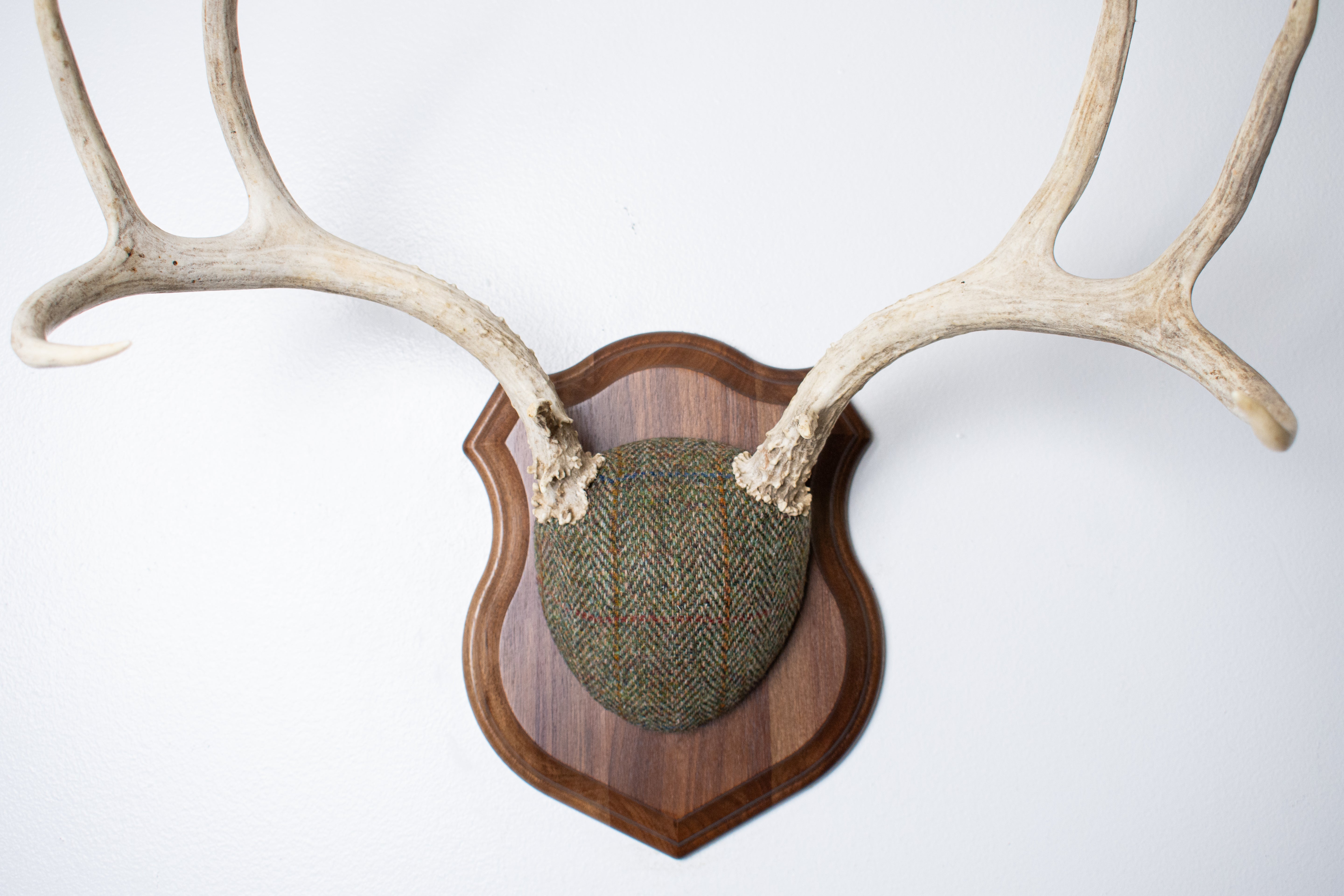 Mule Deer Antler Mount | Green Herringbone Tweed | 66