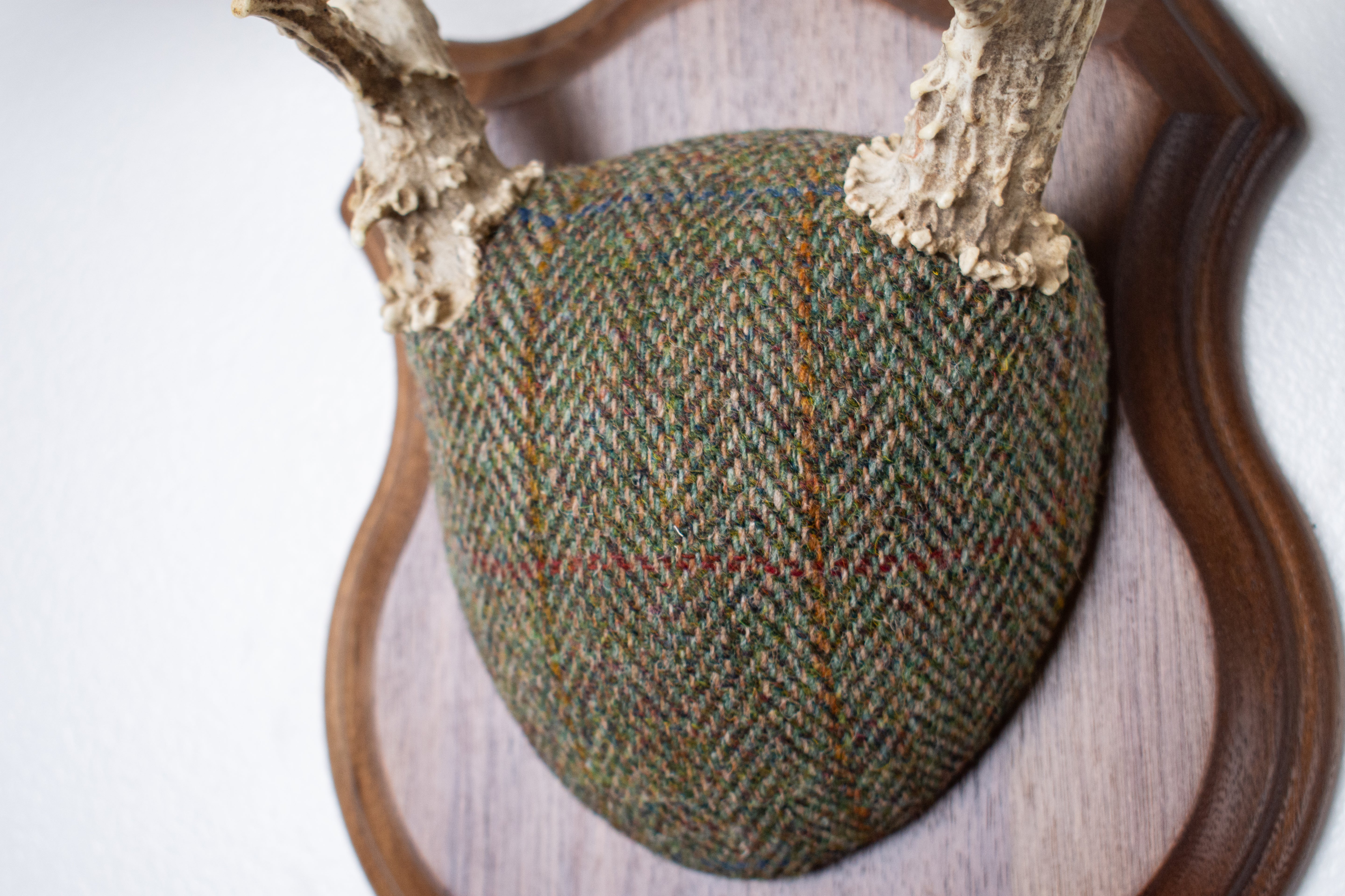 Mule Deer Antler Mount | Green Herringbone Tweed | 66
