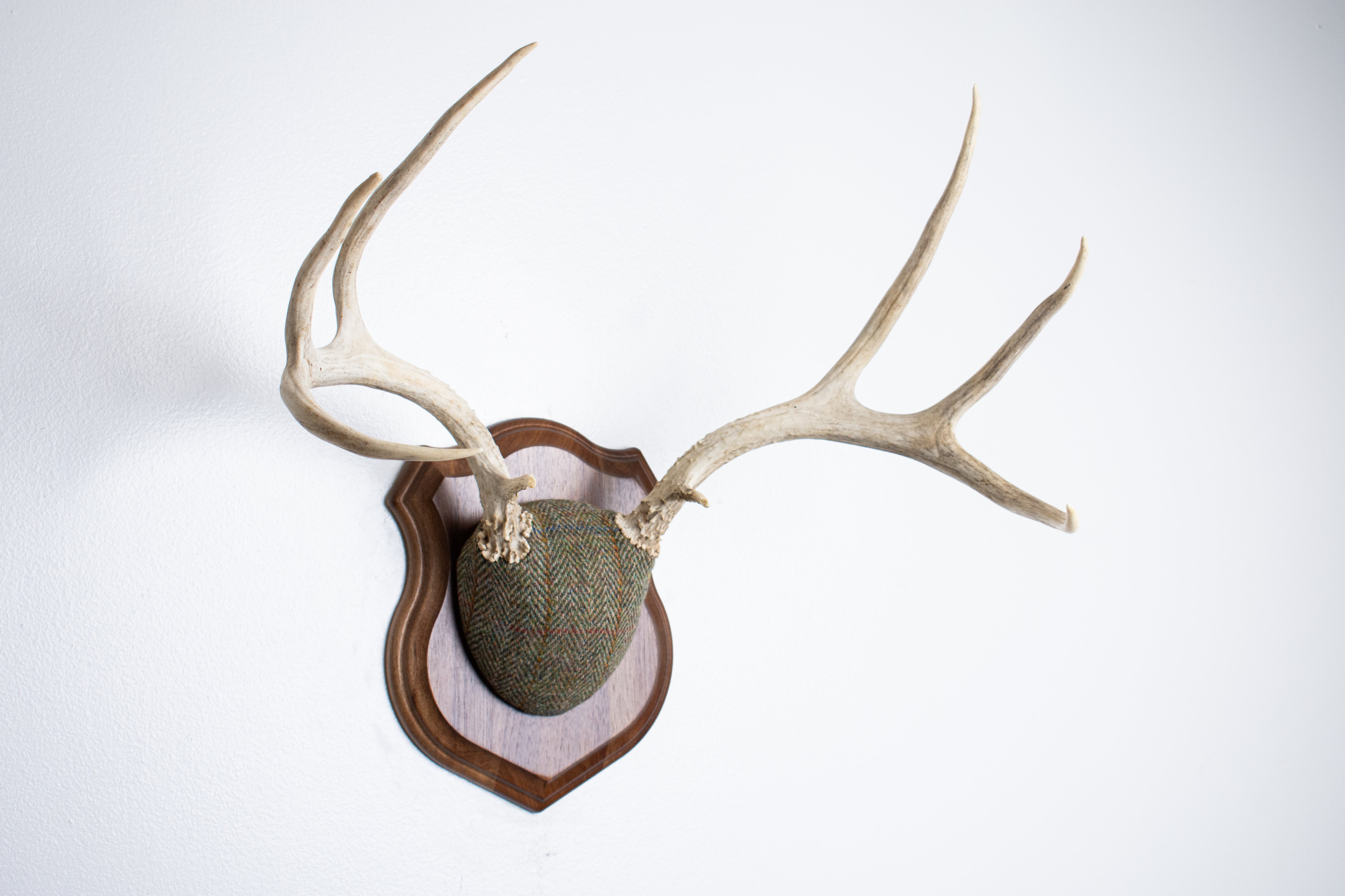 Mule Deer Antler Mount | Green Herringbone Tweed | 66