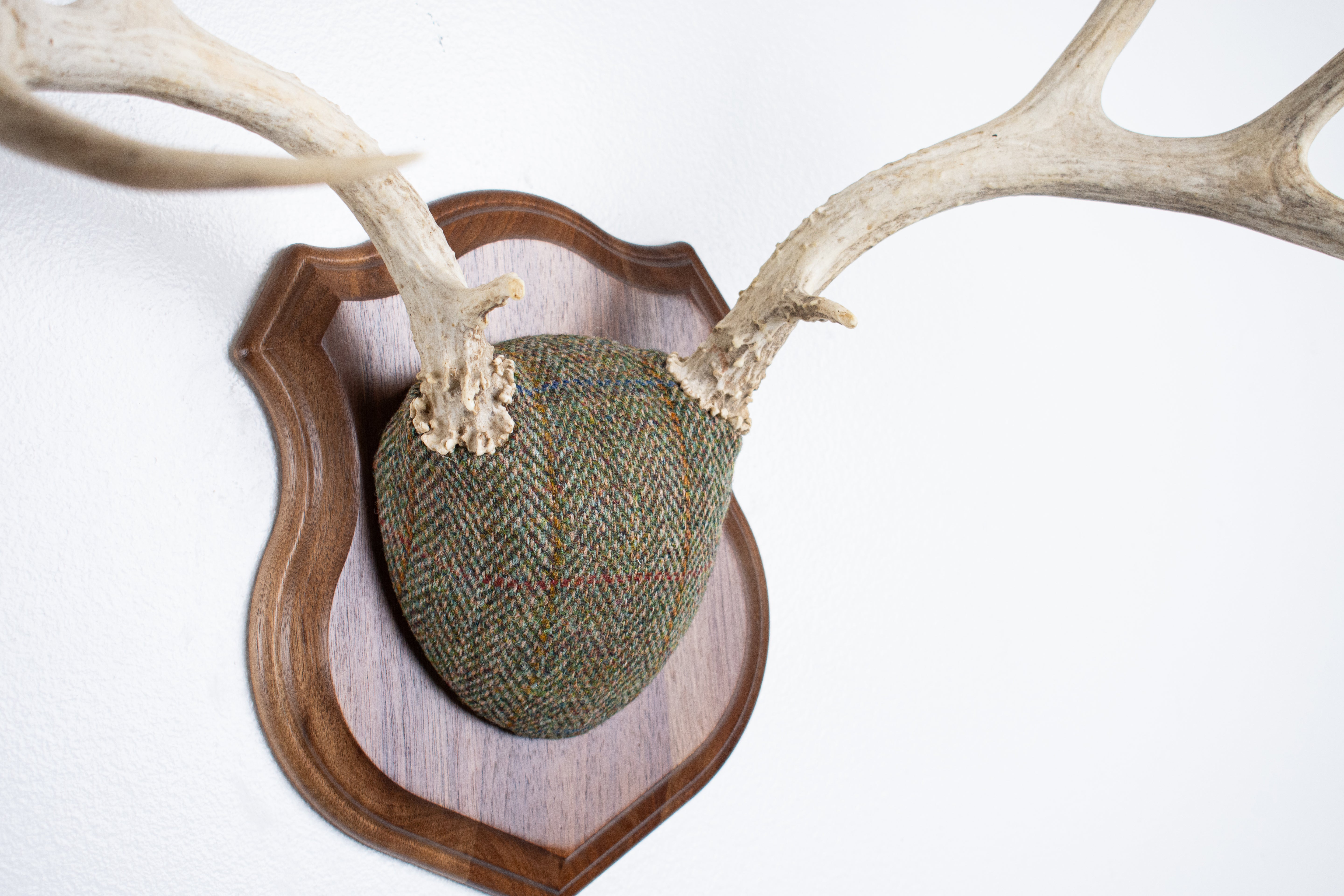 Mule Deer Antler Mount | Green Herringbone Tweed | 66