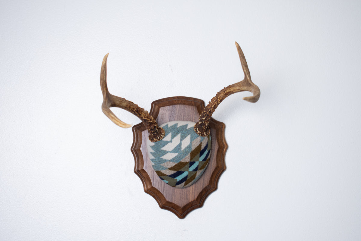 Mule Deer Antler Mount | Glacier | 24