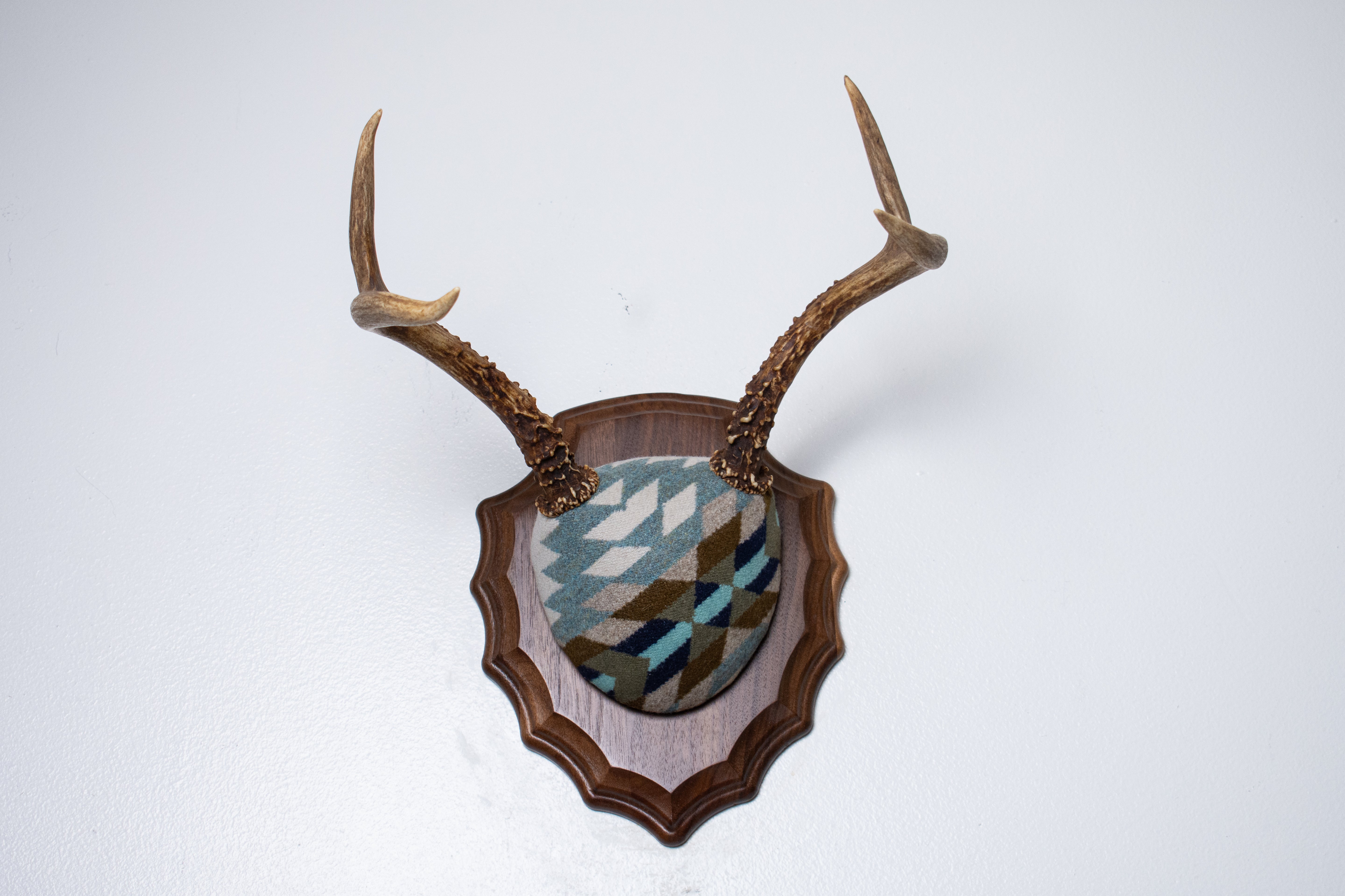Mule Deer Antler Mount | Glacier | 24