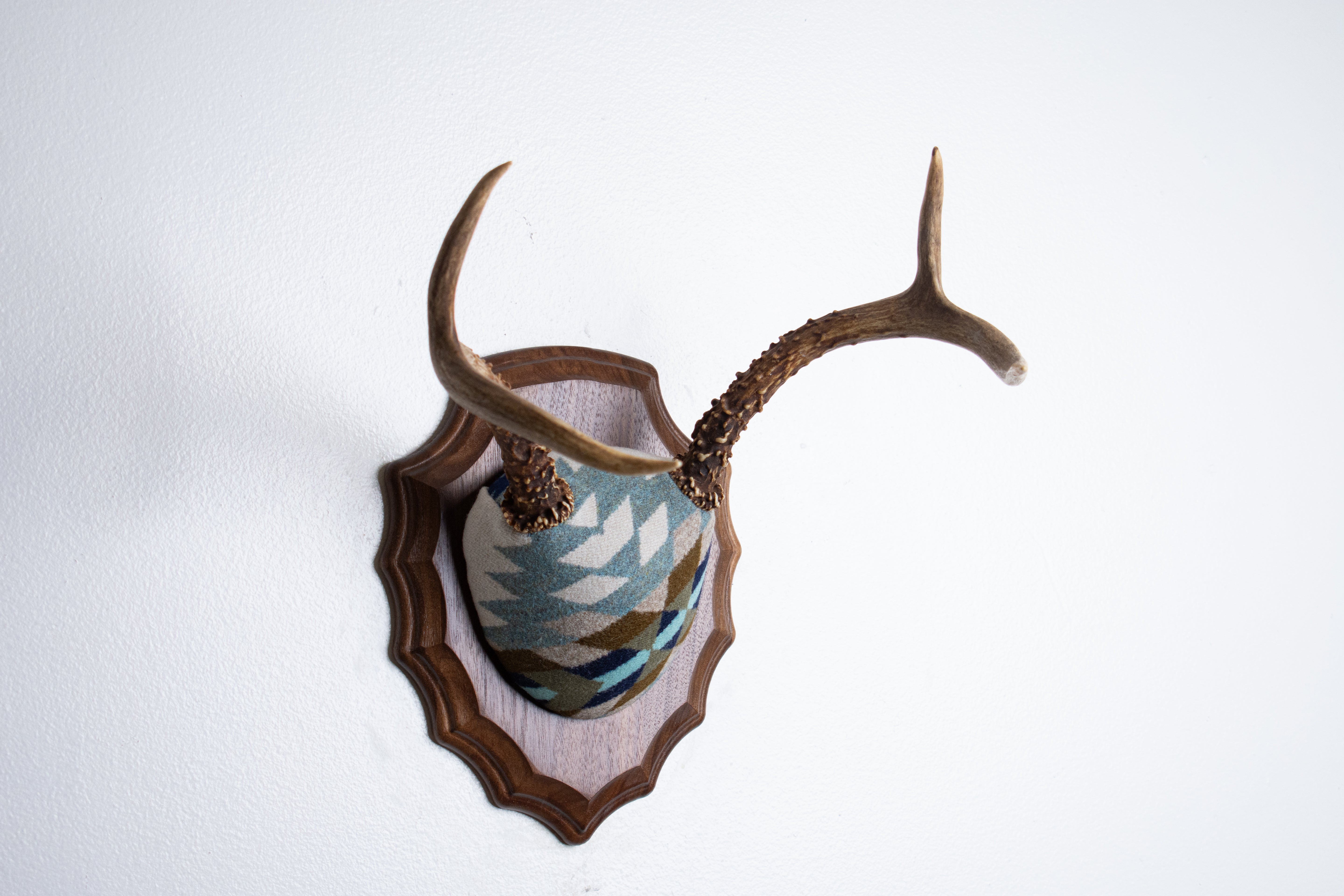Mule Deer Antler Mount | Glacier | 24