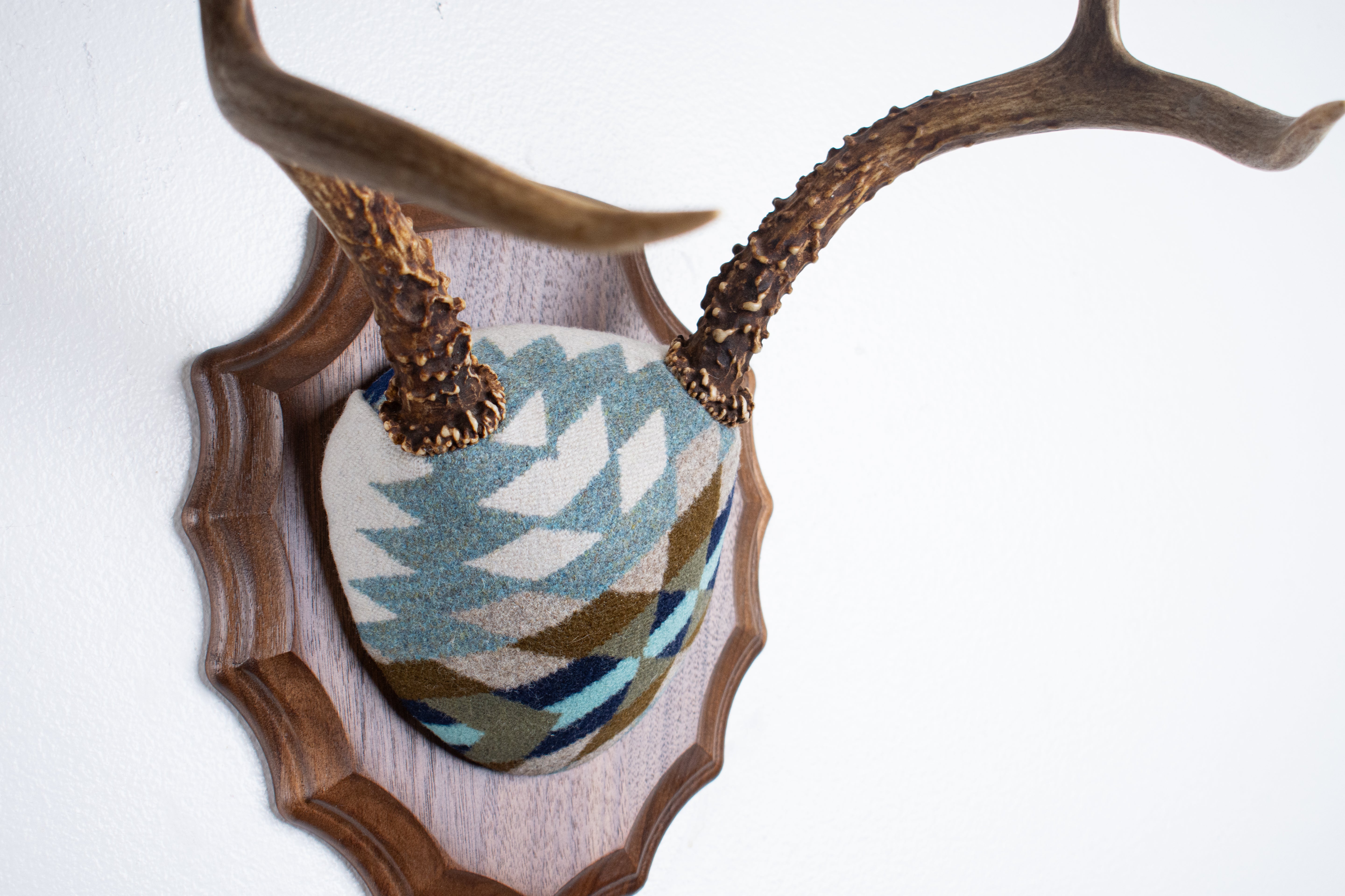 Mule Deer Antler Mount | Glacier | 24