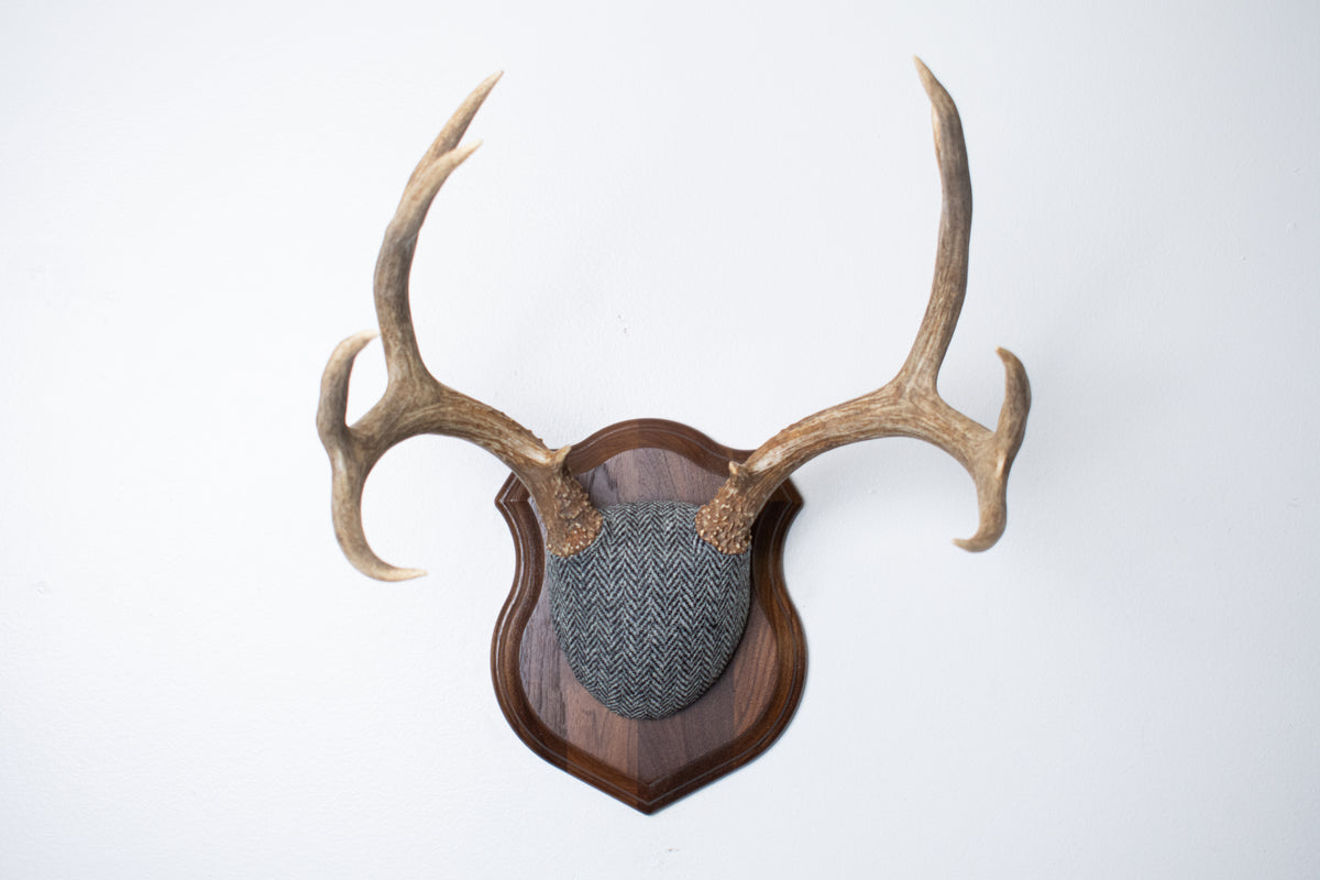 Mule Deer Antler Mount | Grey & Black Herringbone | 10