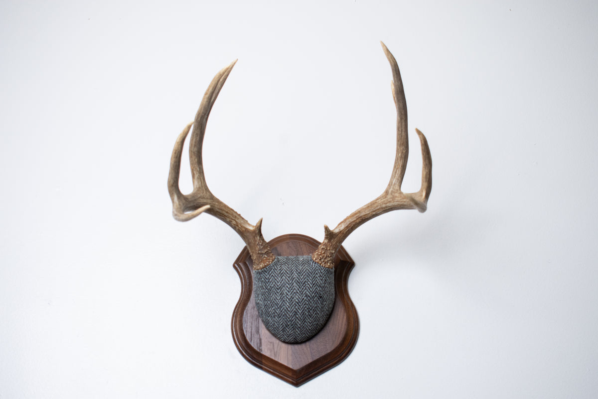 Mule Deer Antler Mount | Grey & Black Herringbone | 10