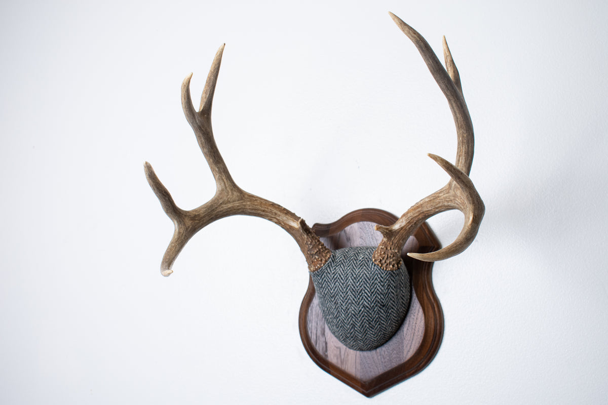 Mule Deer Antler Mount | Grey & Black Herringbone | 10