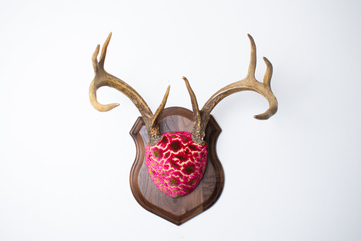 Whitetail Deer Antler Mount | Magenta & Olive | 08