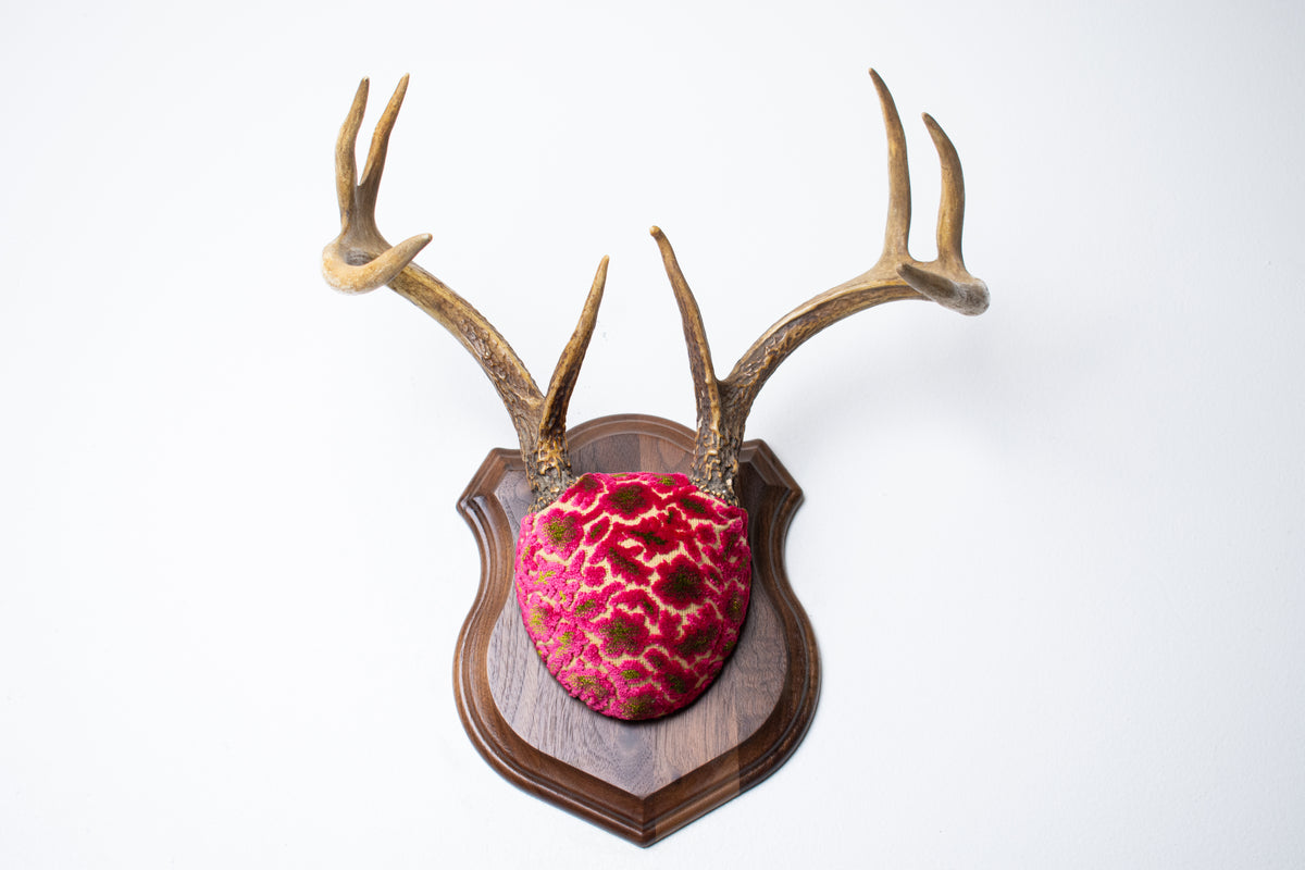 Whitetail Deer Antler Mount | Magenta & Olive | 08