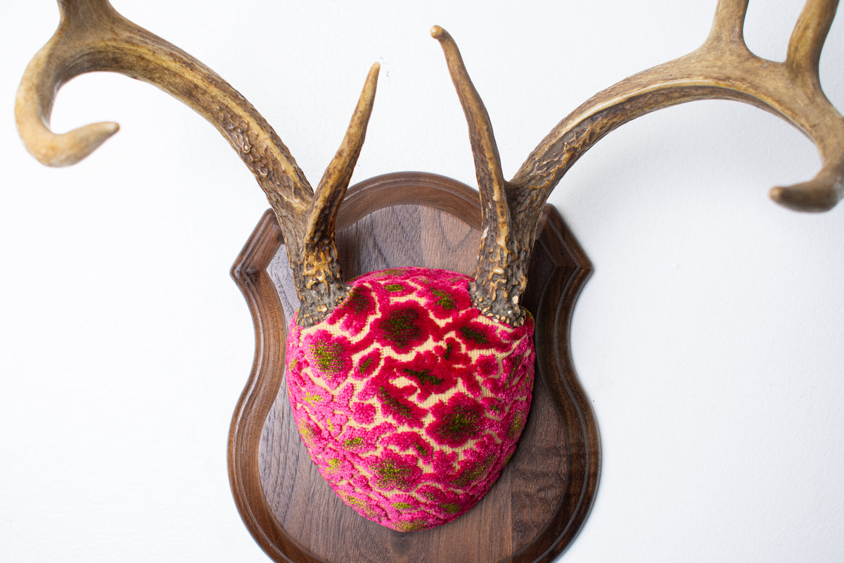 Whitetail Deer Antler Mount | Magenta & Olive | 08