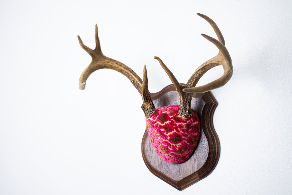 Whitetail Deer Antler Mount | Magenta & Olive | 08