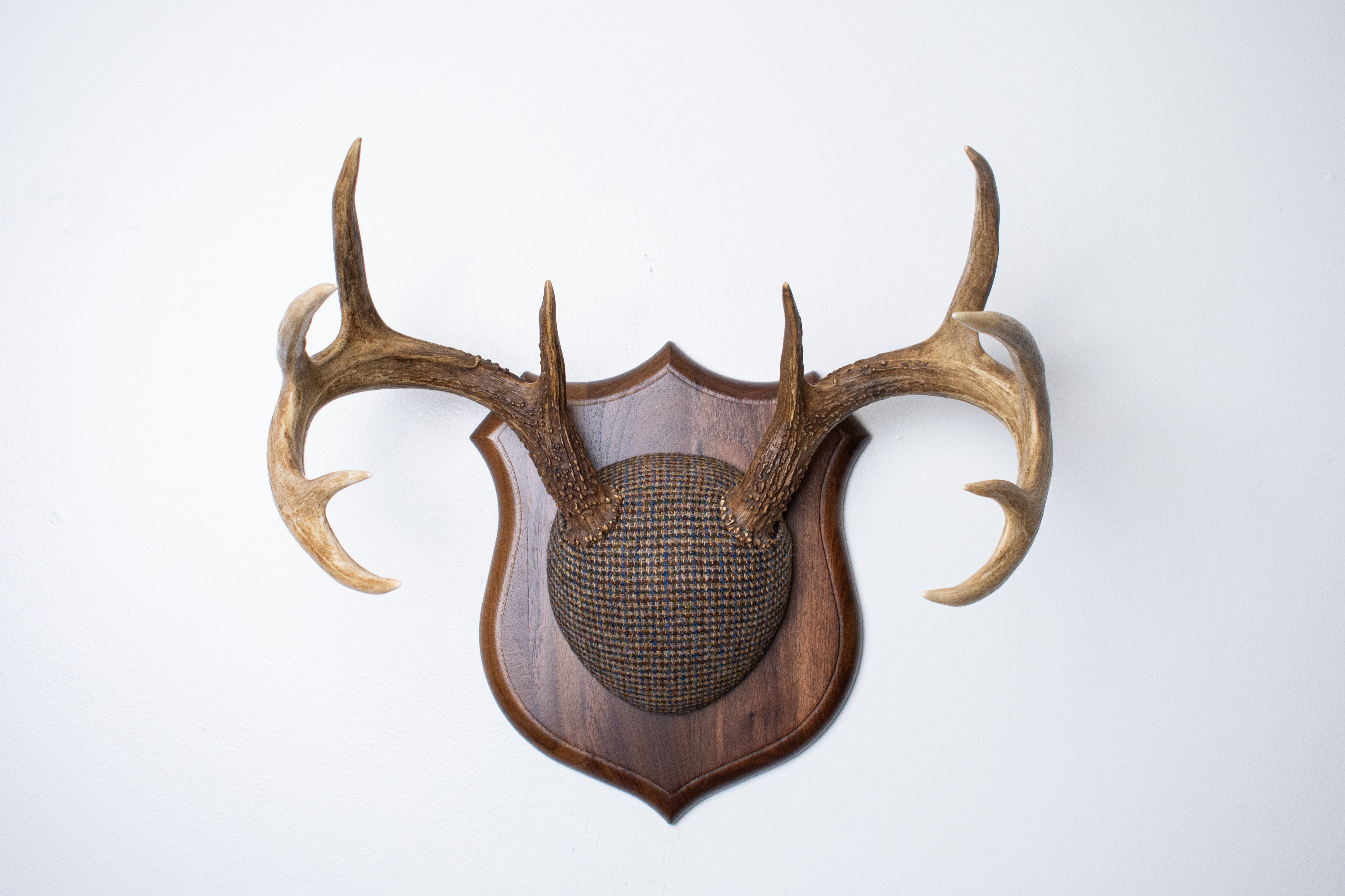 Whitetail Deer Antler Mount | Multi-colored | 67