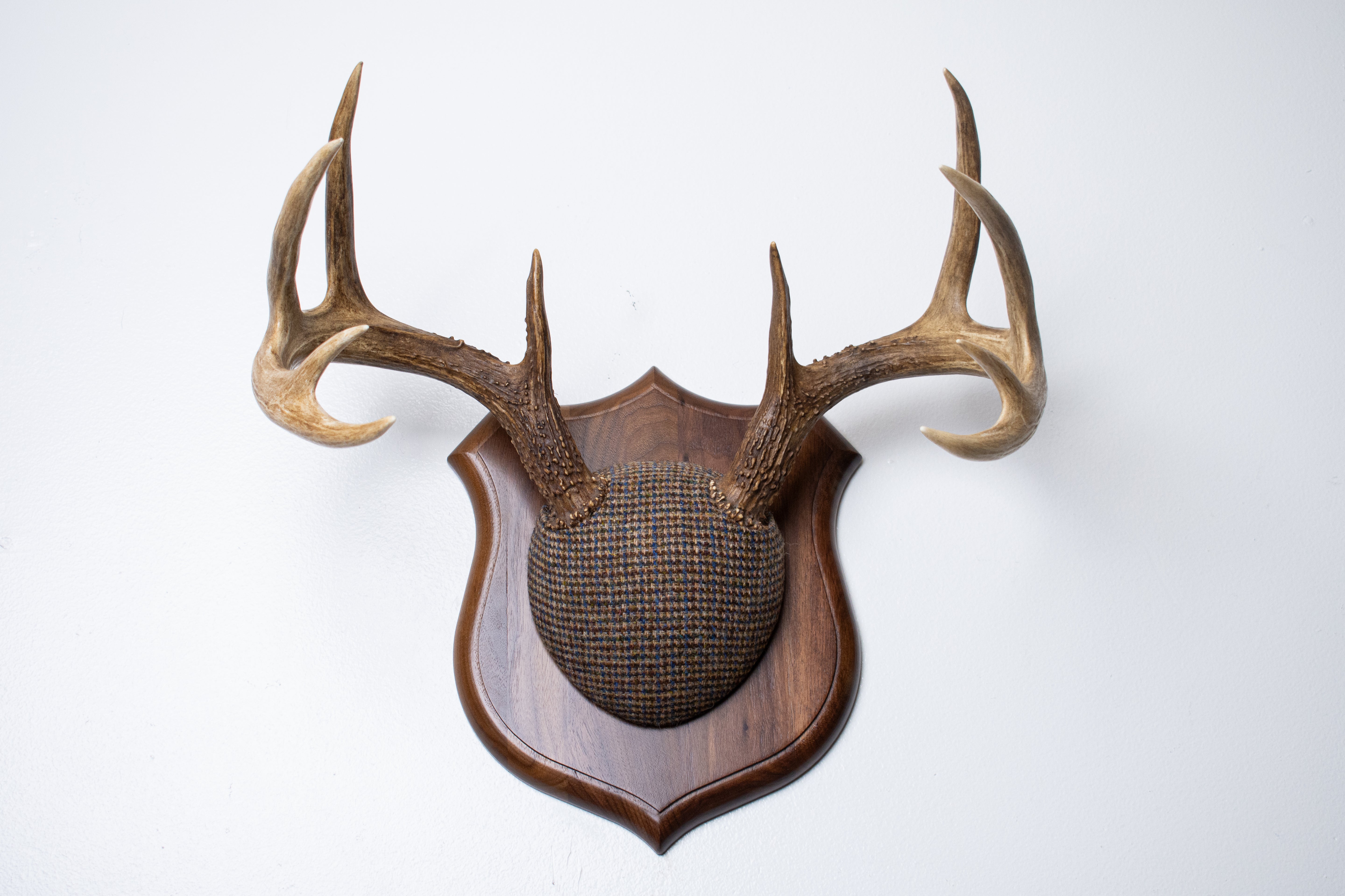 Whitetail Deer Antler Mount | Multi-colored | 67