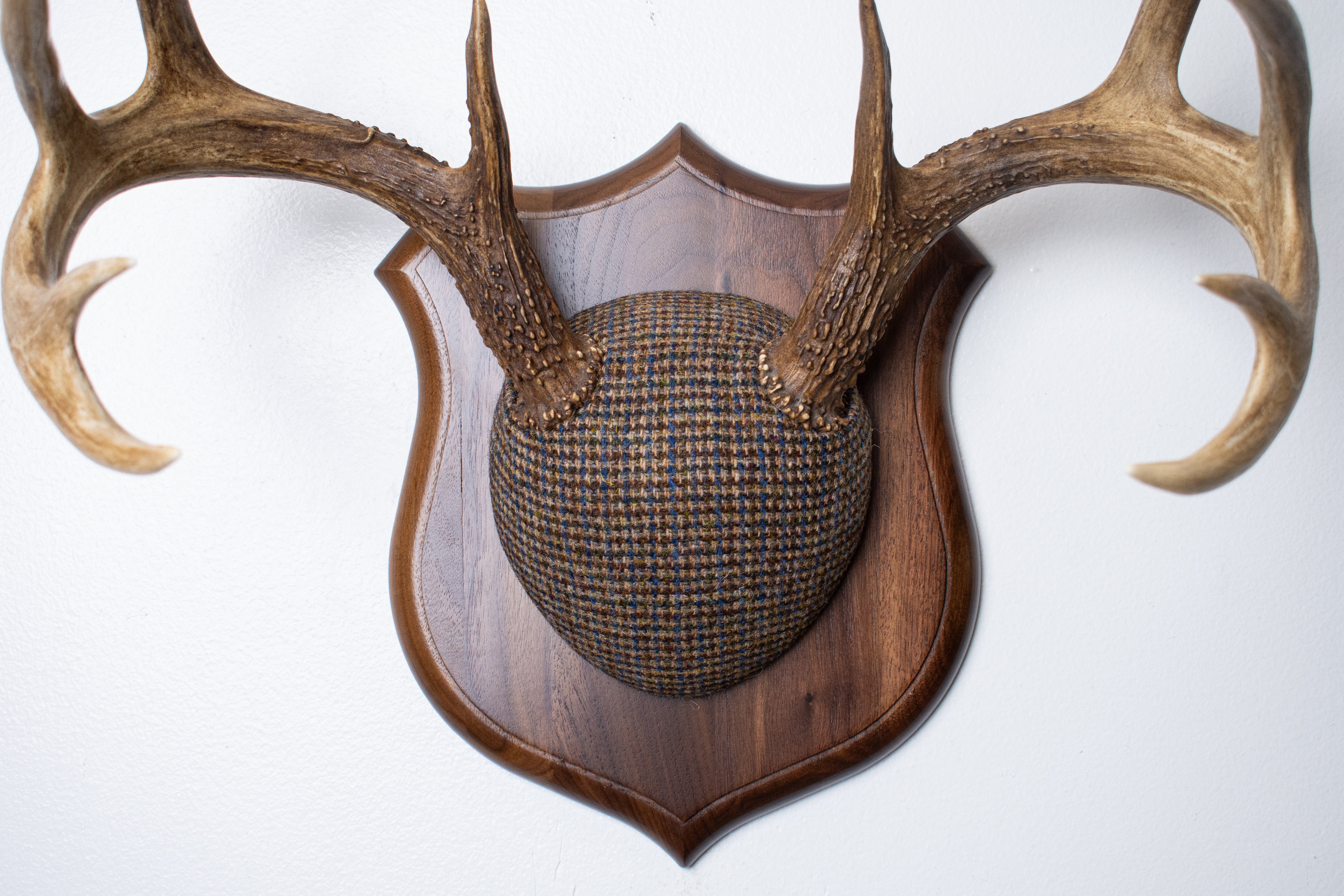 Whitetail Deer Antler Mount | Multi-colored | 67