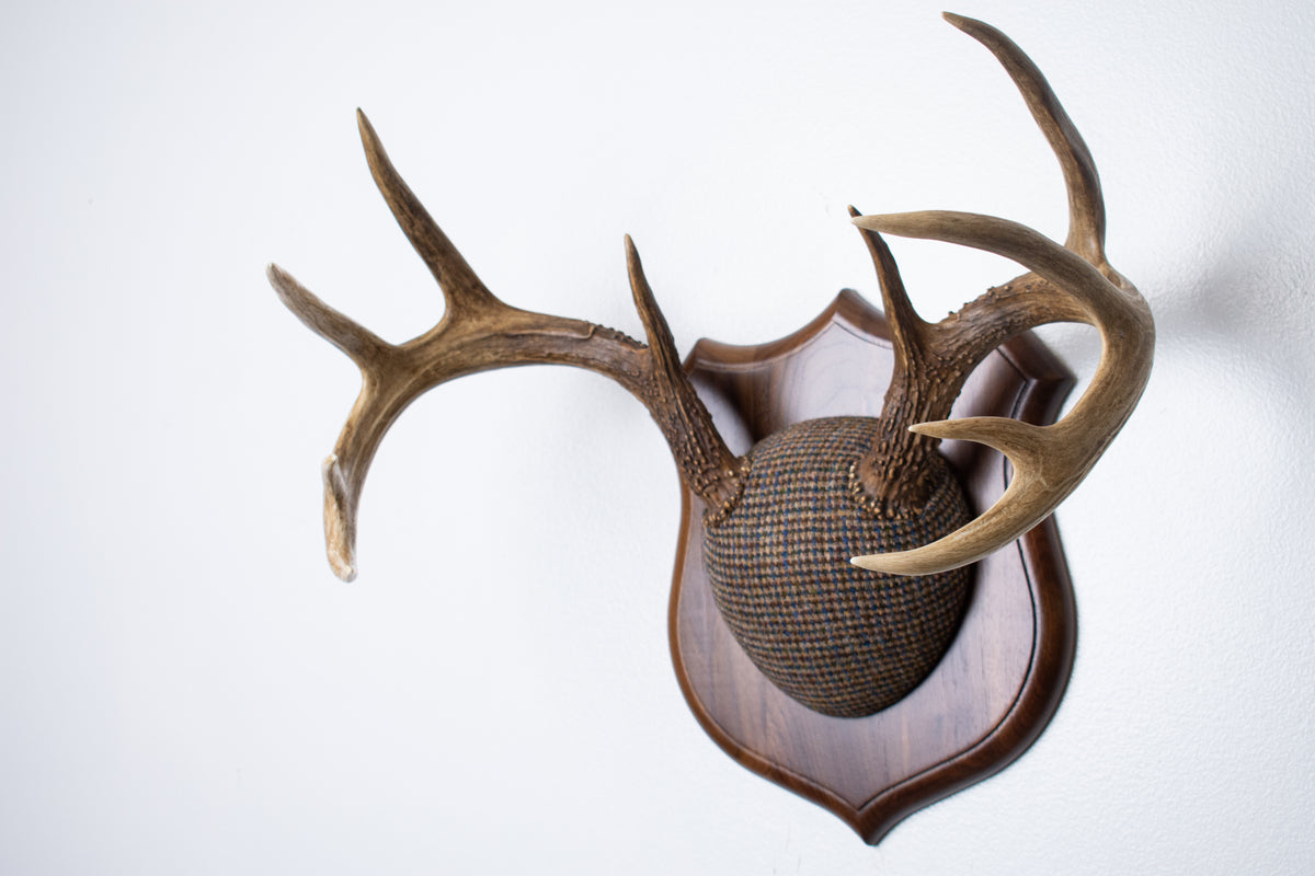 Whitetail Deer Antler Mount | Multi-colored | 67